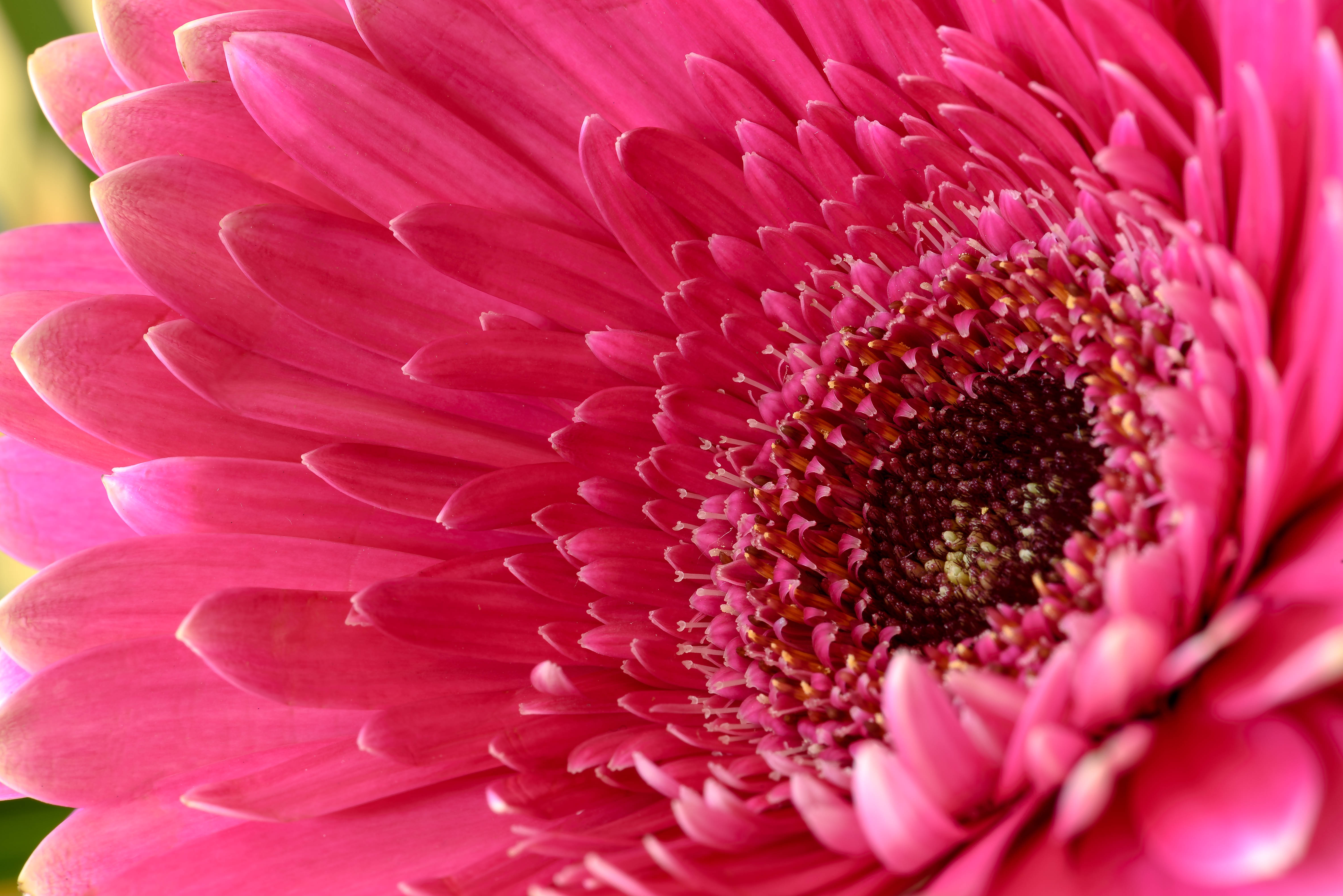 Pink Daisy Wallpaper 61 images