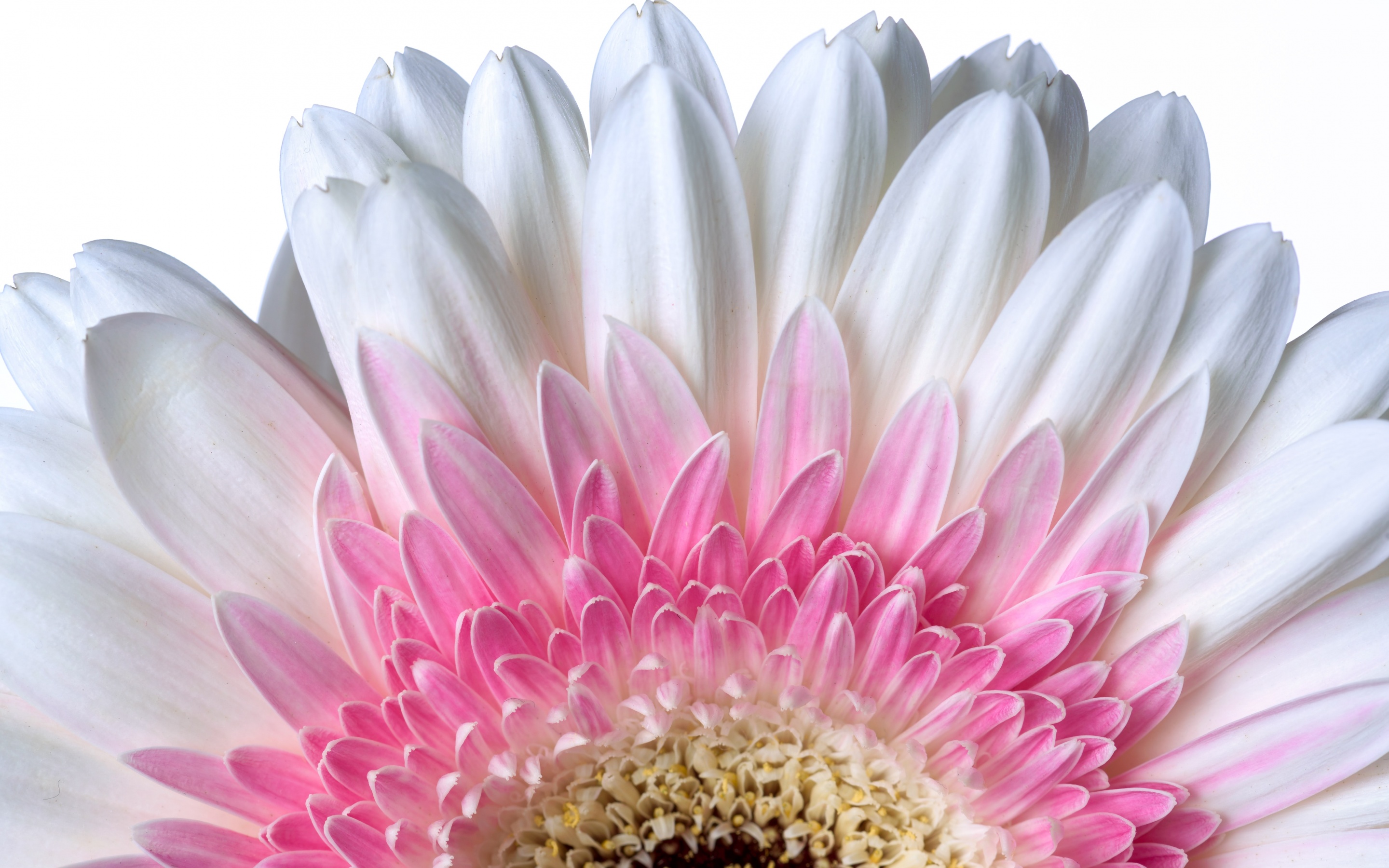 Gerbera Daisy Wallpaper 4K, Daisy flower, White flower