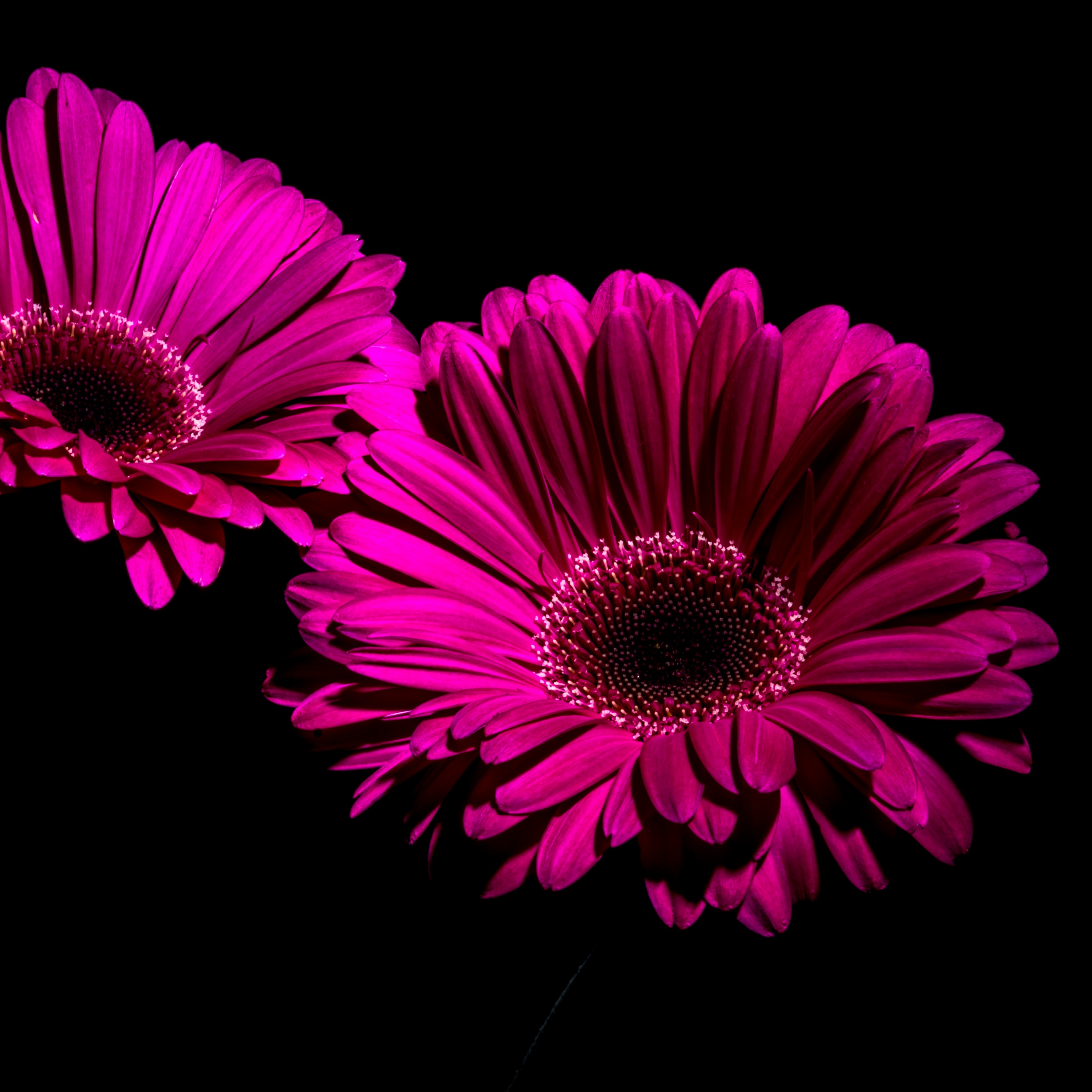 Gerbera Daisy Wallpaper 4K, Purple Flowers, Flowers, #2855
