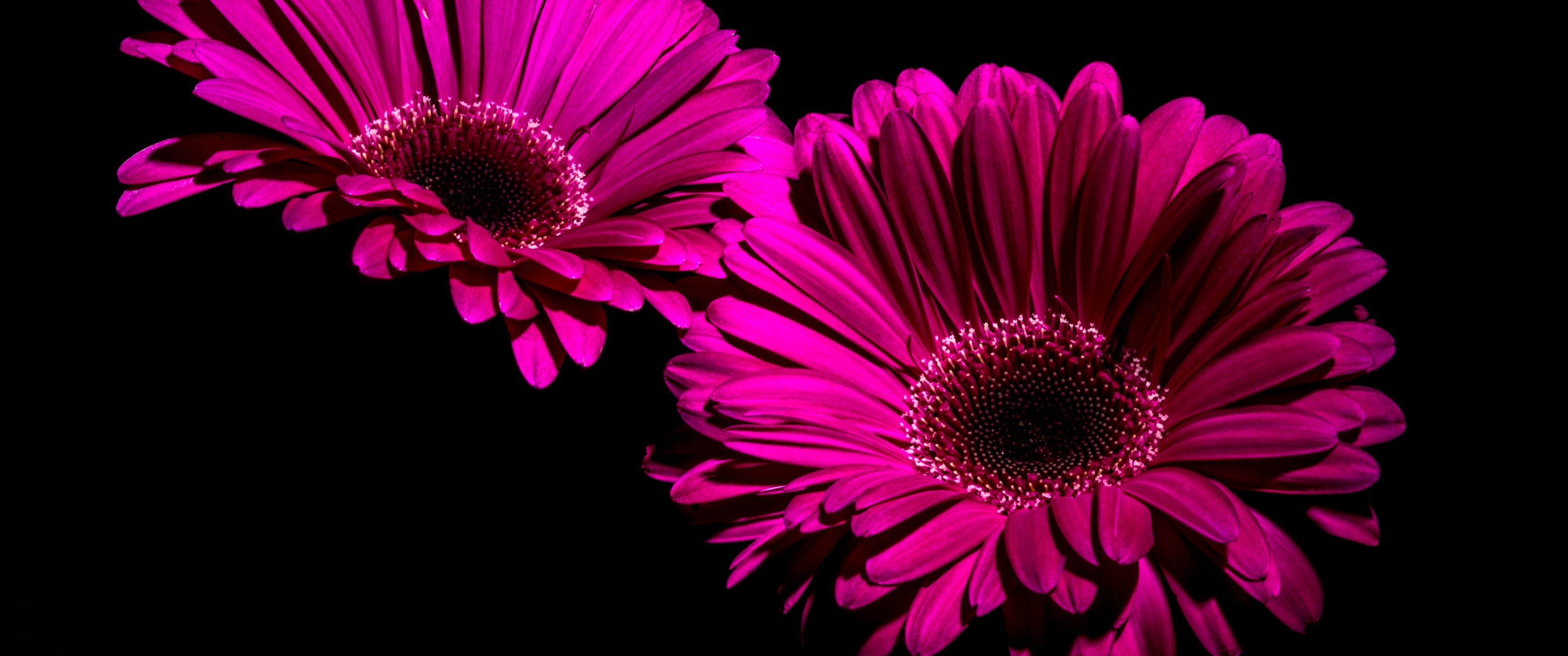 Gerbera Daisy Wallpaper 4K, Purple Flowers, Flowers, #2855