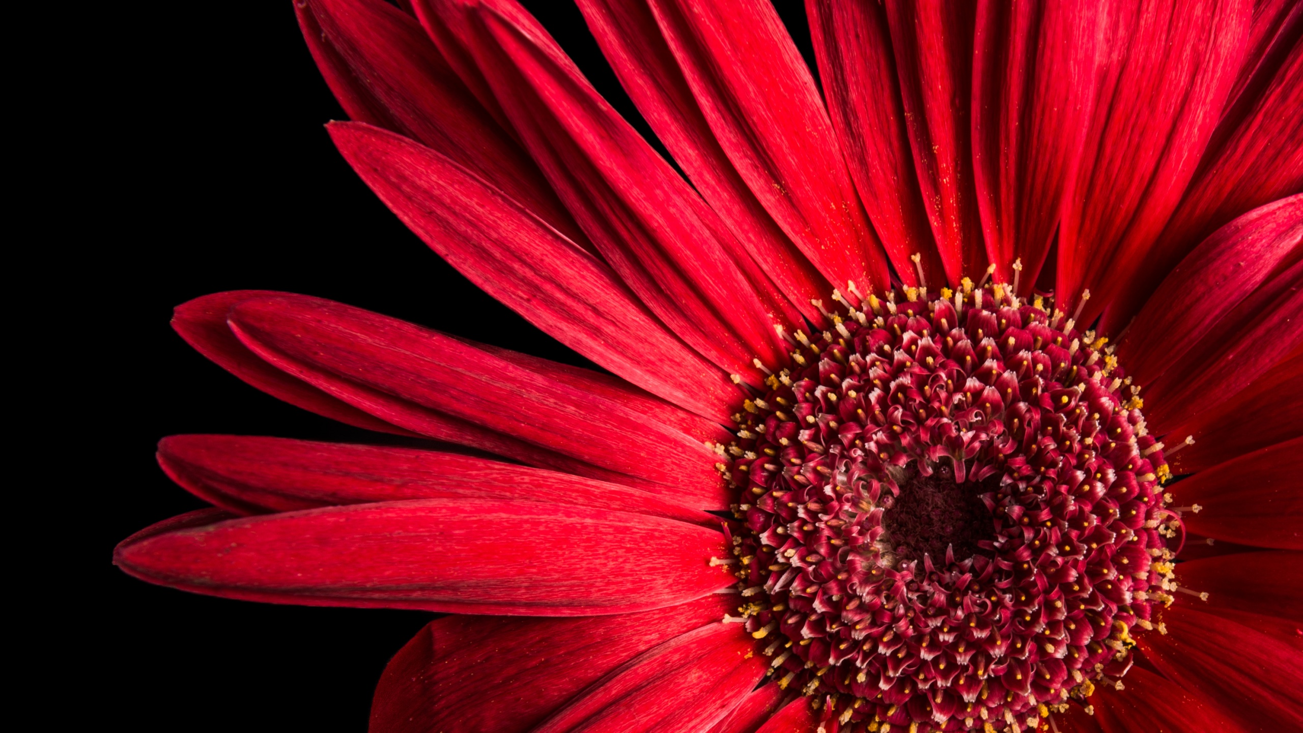 Gerbera Daisy Wallpaper 4K, Red flowers, Flowers, #5486