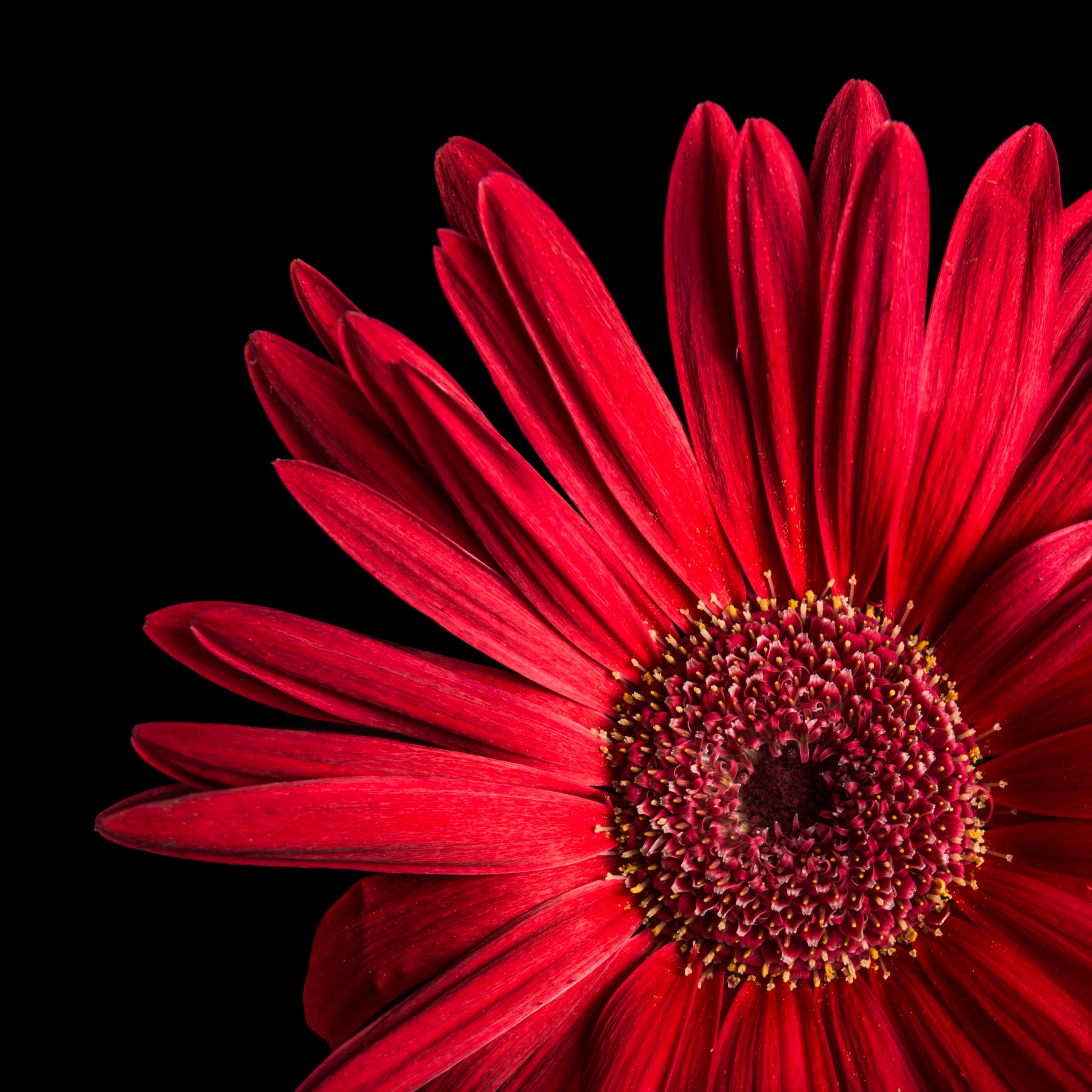 Gerbera Daisy Wallpaper 4K, Red flowers, Black background