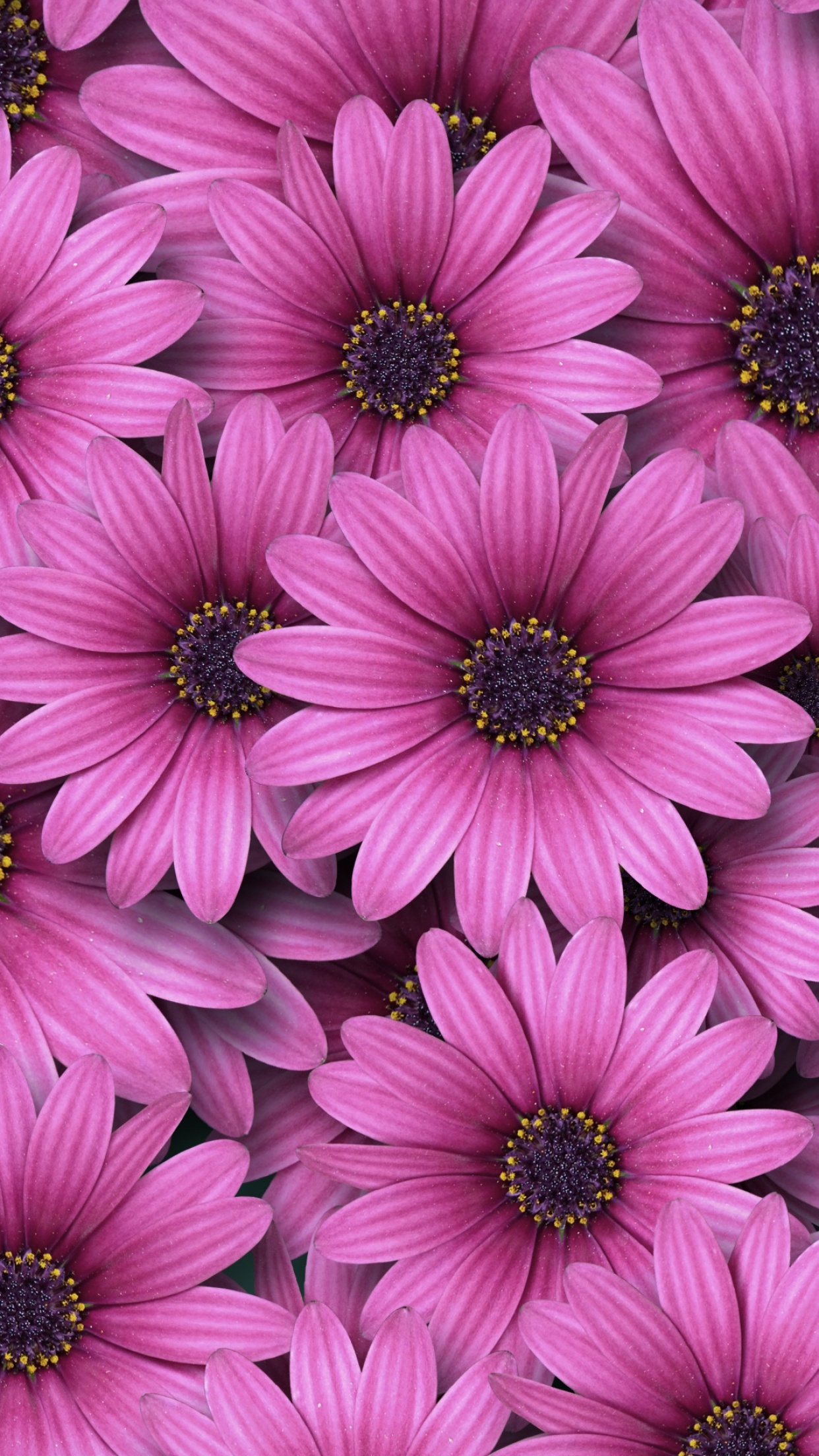 Pink gerbera daisy background Stock Photo  Alamy