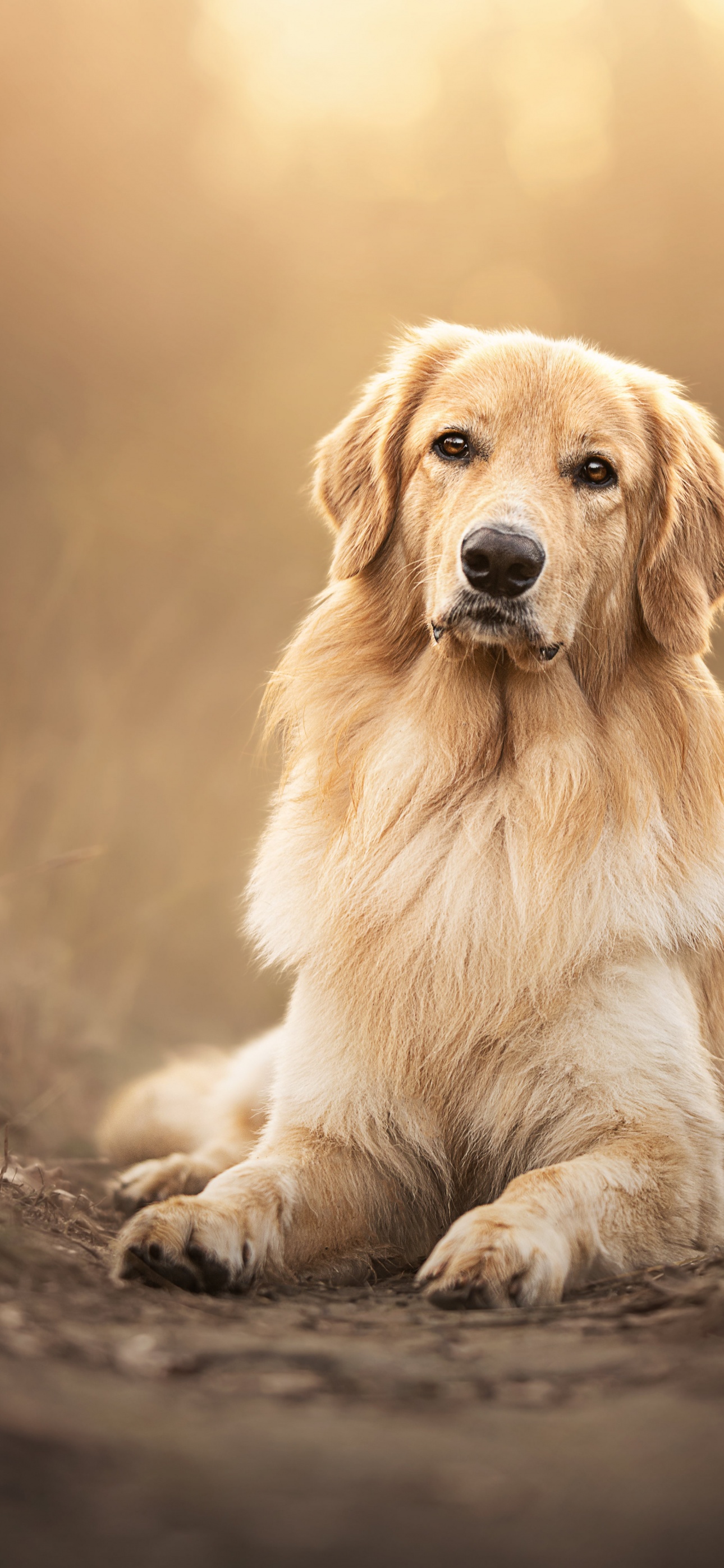 Golden Retriever Wallpaper 4K, Scottish breed dog, Animals, #9108