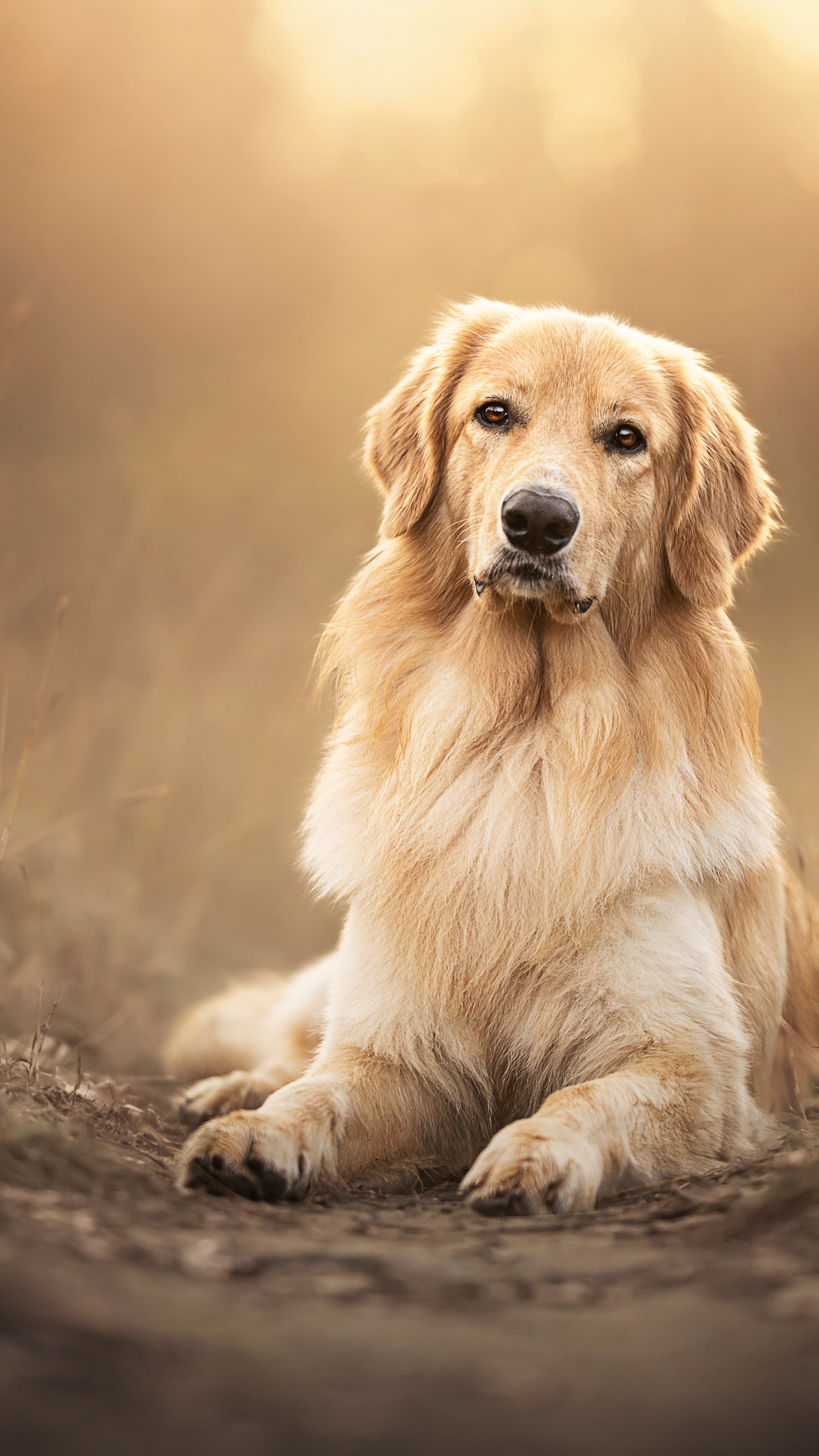 Golden Retriever Wallpaper 4K, Scottish breed dog, Animals, #9108