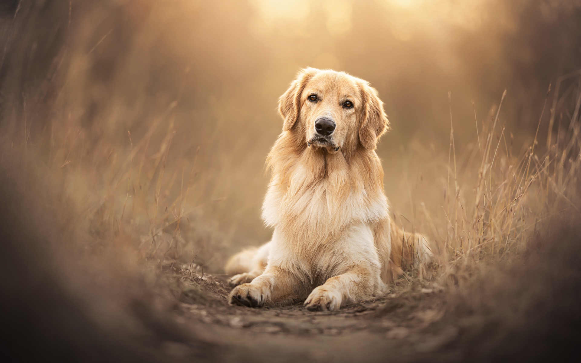 Golden Retriever Wallpaper 4K, Scottish breed dog, Pet dog, 5K, #9108