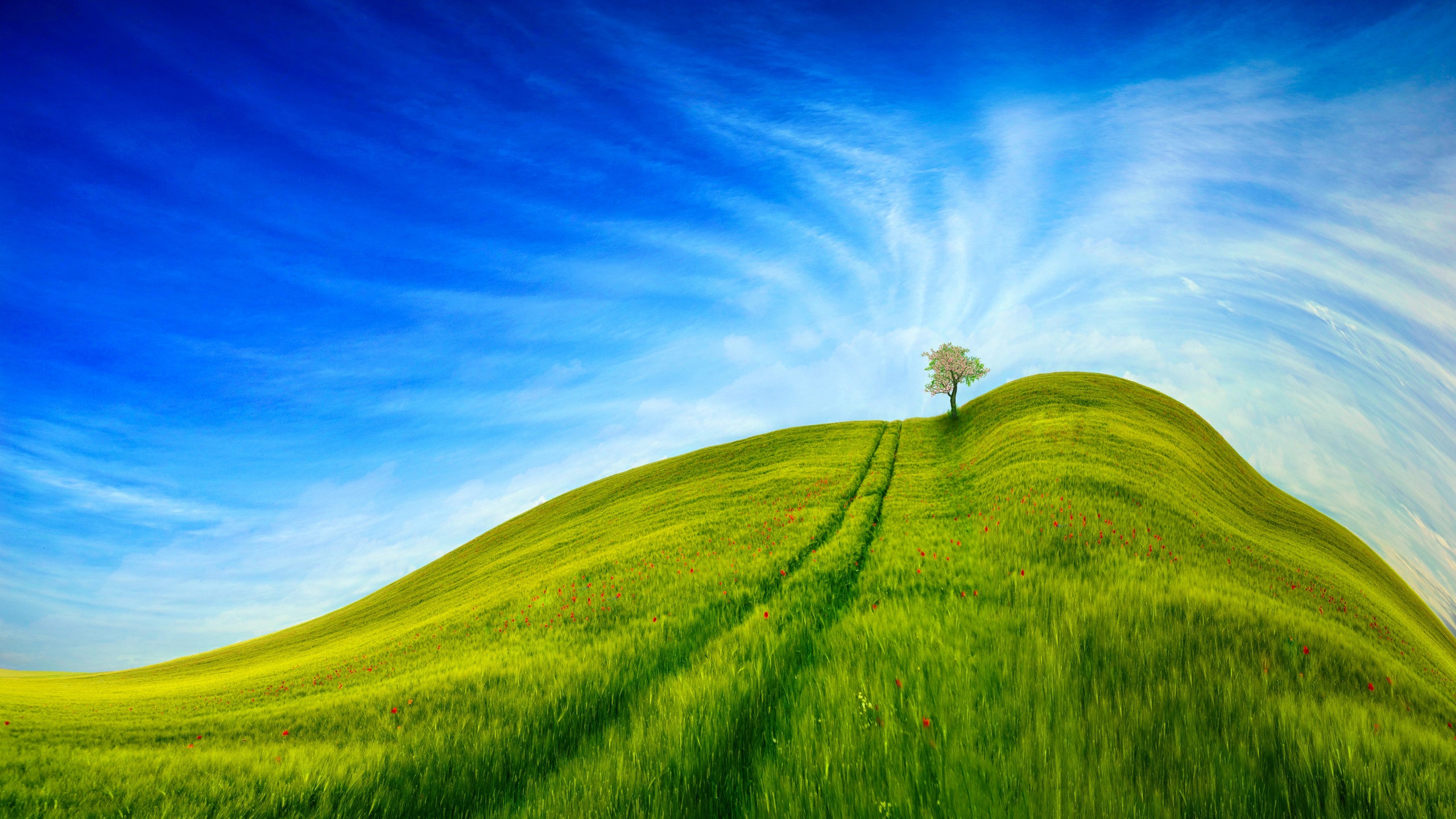Grass Landscape Wallpaper 4K, Blue Sky, Tree, Clear sky, Beautiful
