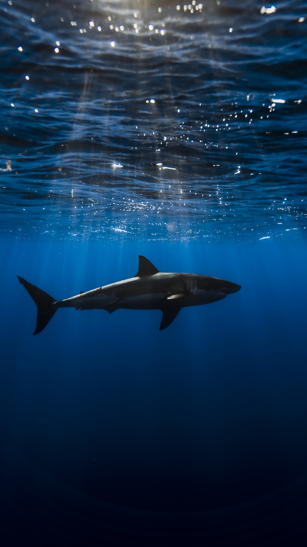 Great white shark Wallpaper 4K, Underwater, Blue Ocean, Animals, #7287