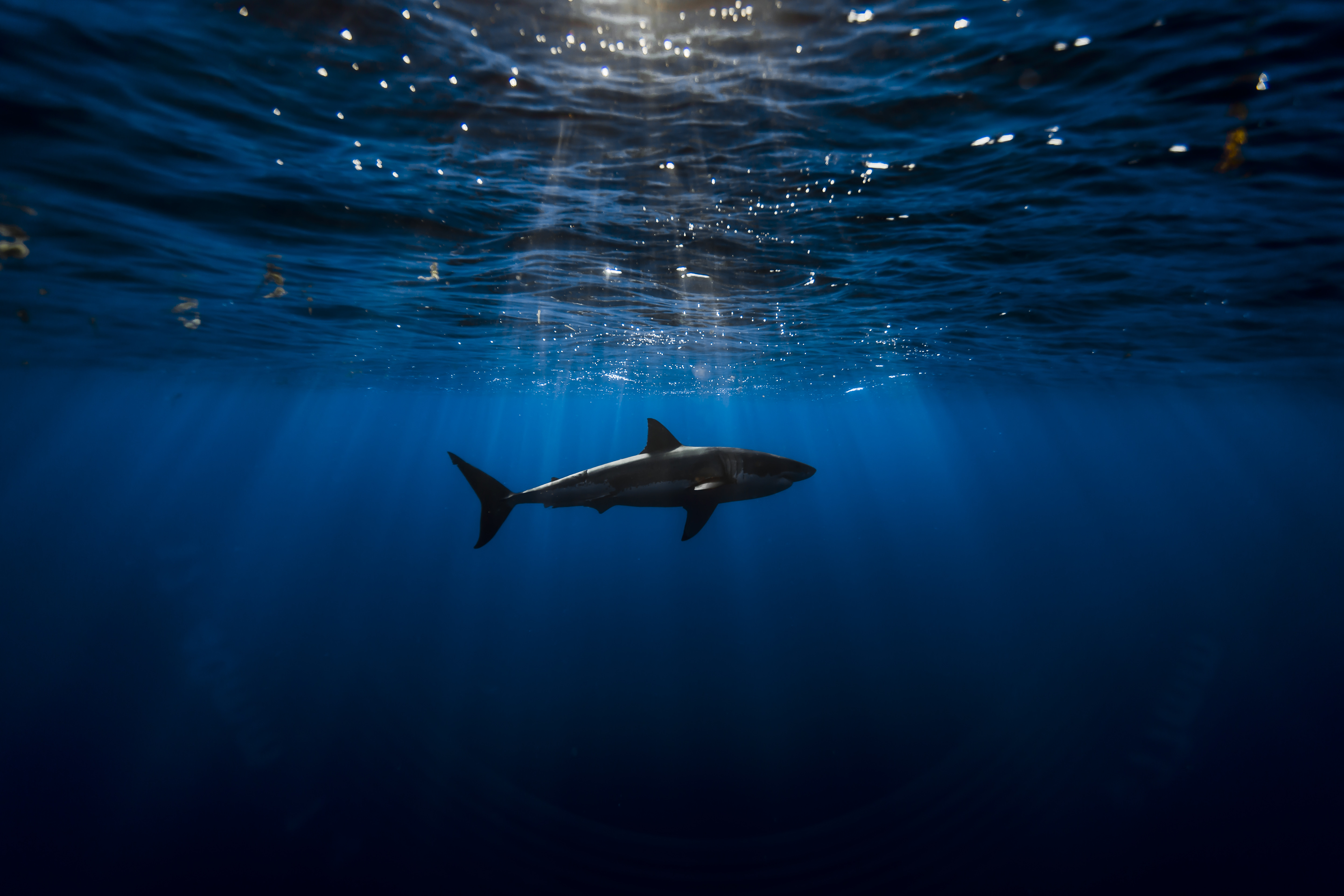 Great white shark Wallpaper 4K, Underwater, Blue Ocean, Animals, #7287