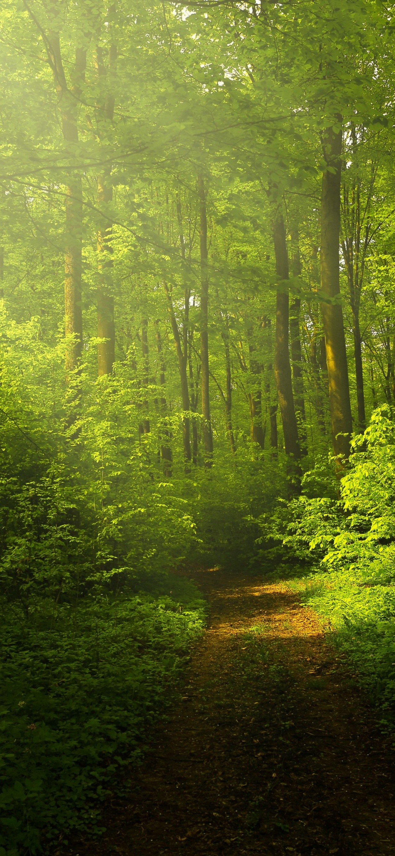 Green Forest Wallpaper 4K, Woods, Trails, Pathway, Nature, #5696
