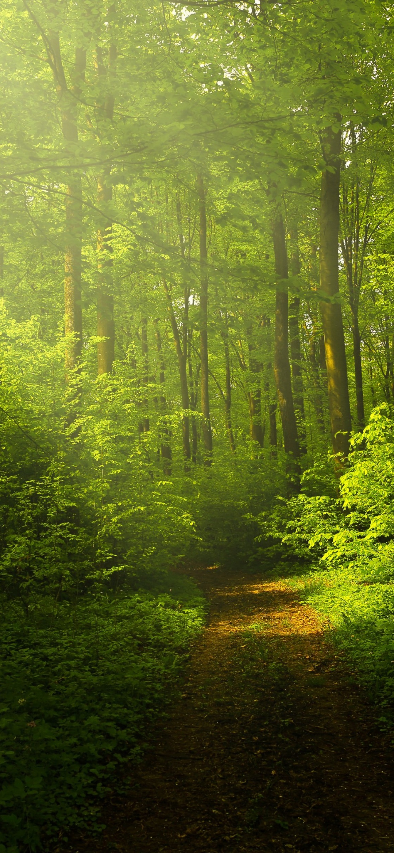 Green Forest Wallpaper 4K, Woods, Trails, Pathway, Sun rays, Glade