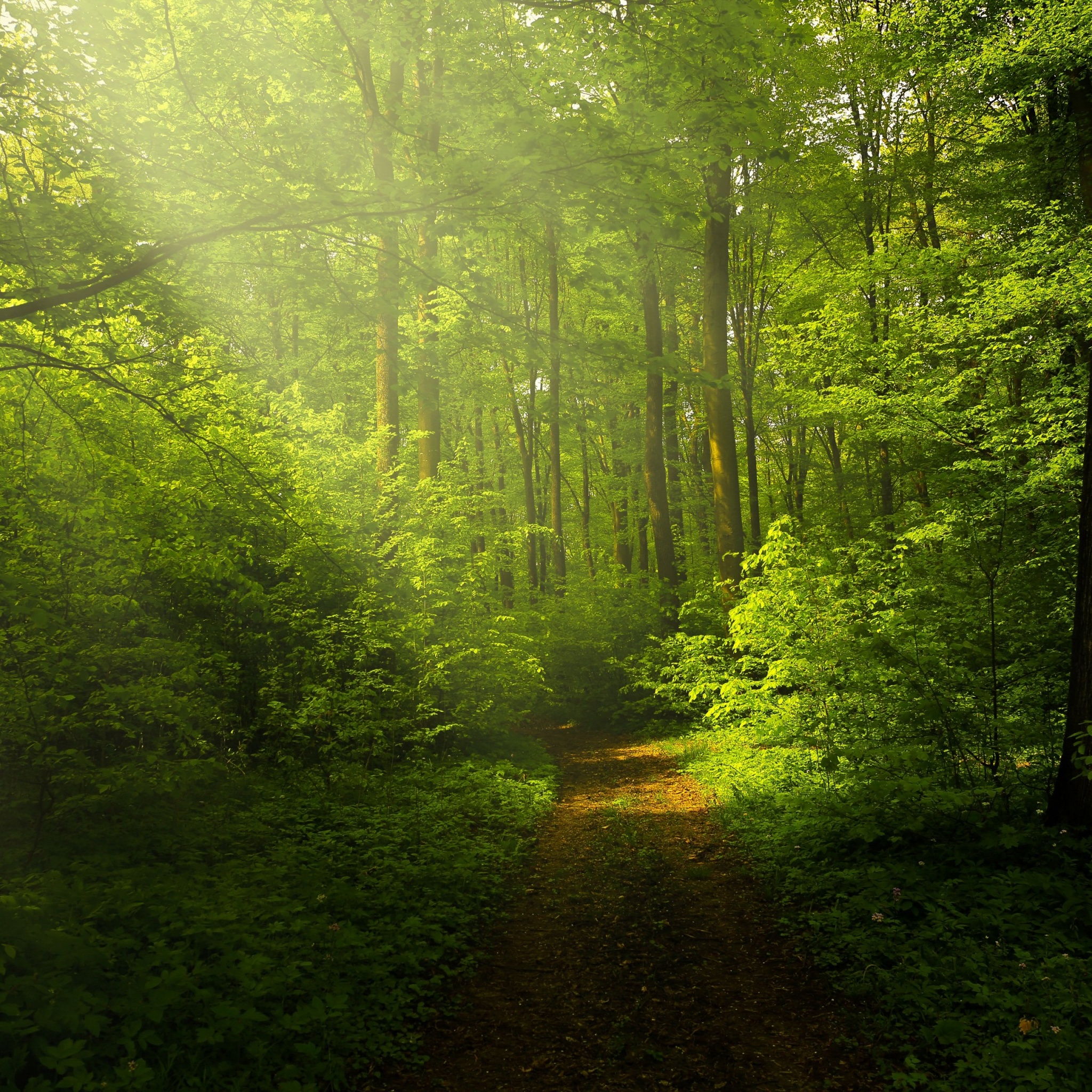 Green Forest Wallpaper 4K, Woods, Trails, Pathway, Sun rays, Glade