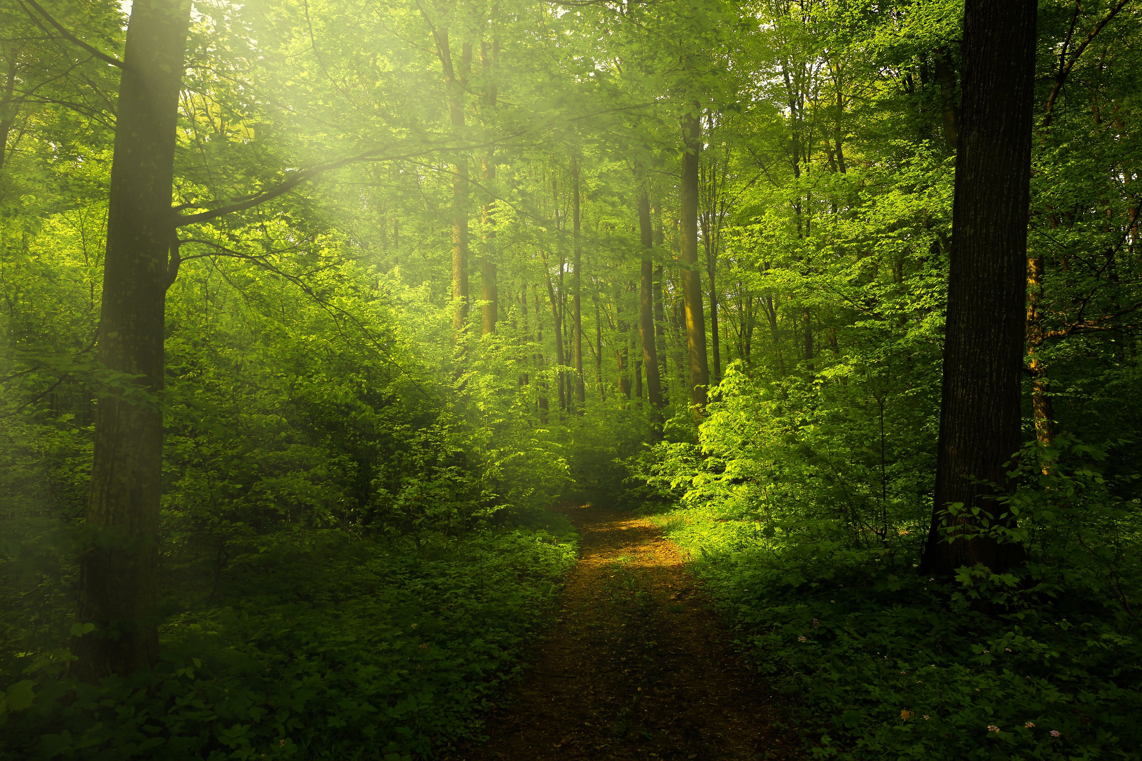 Green Forest Wallpaper 4K, Woods, Trails, Pathway, Nature, #5696