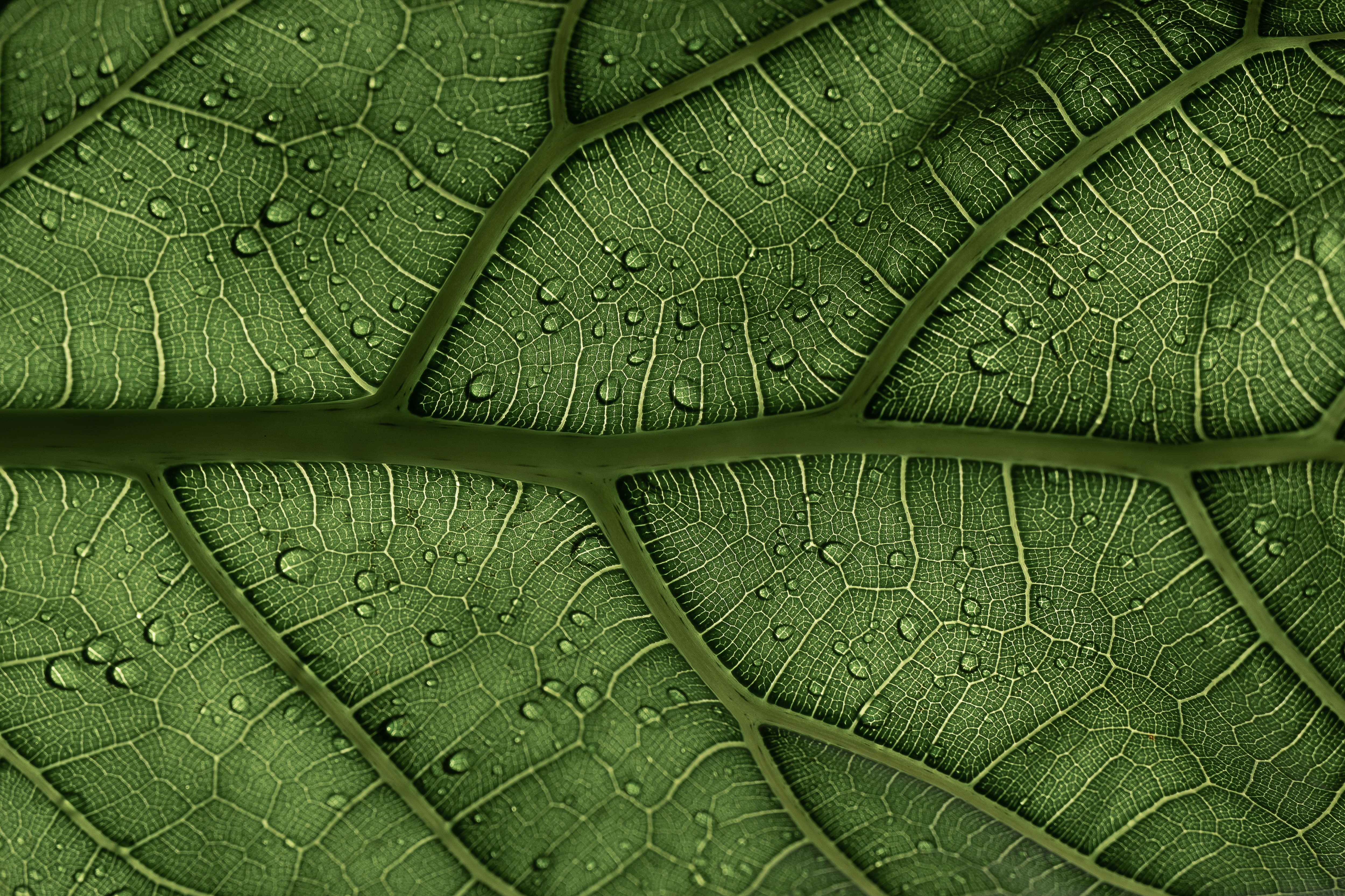 Green leaf Wallpaper 4K, Veins, Pattern, Nature, #3155