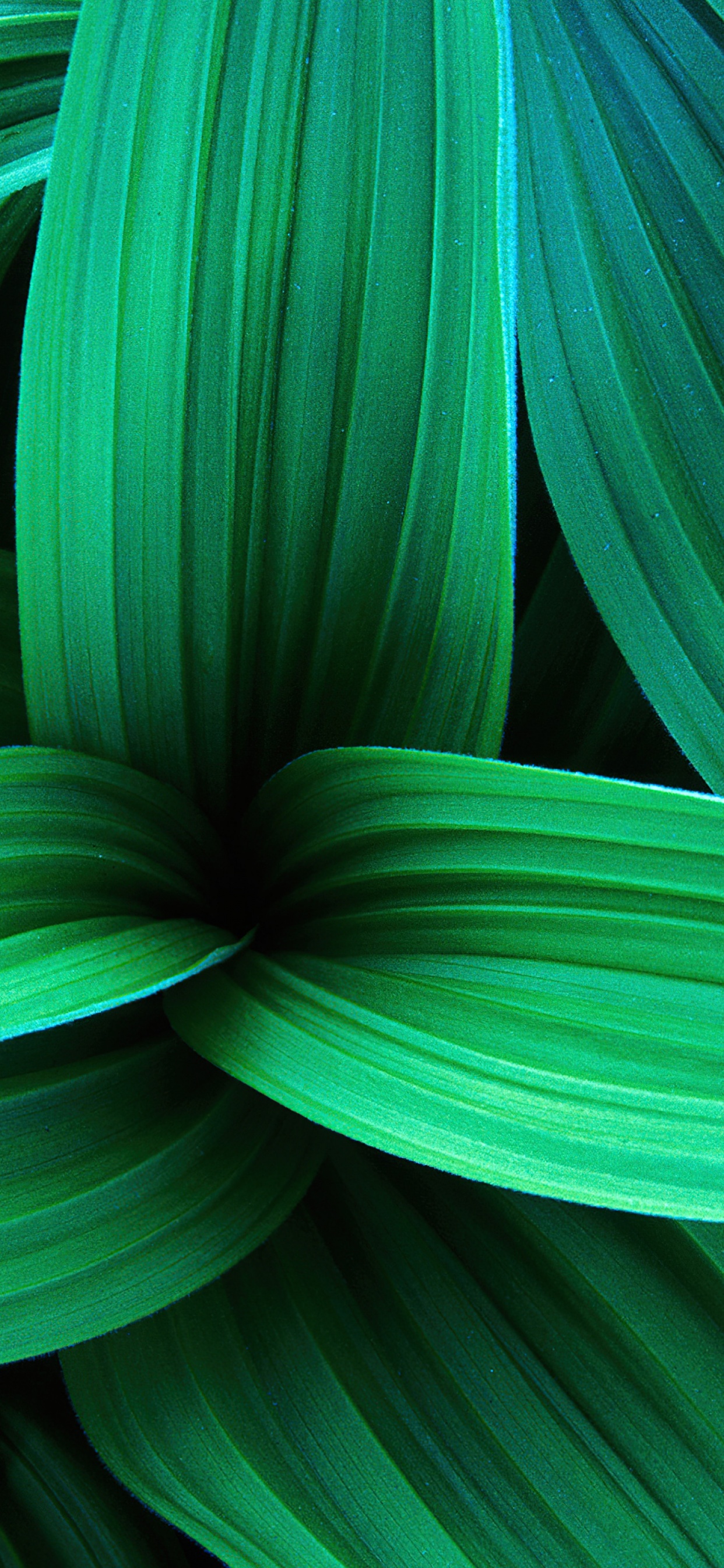 Green leaves Wallpaper 4K, Windows 7, Stock, Plant