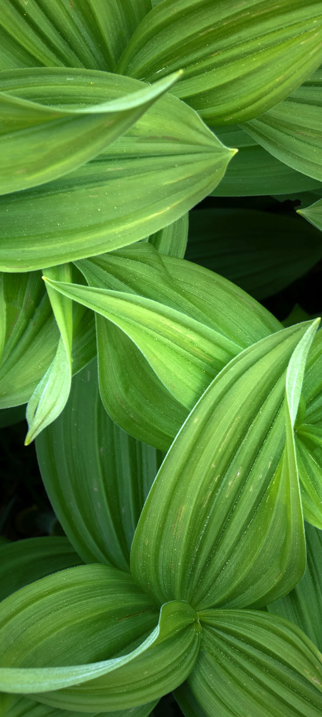 green leaves closeup plant 5k 1080x2400 2939