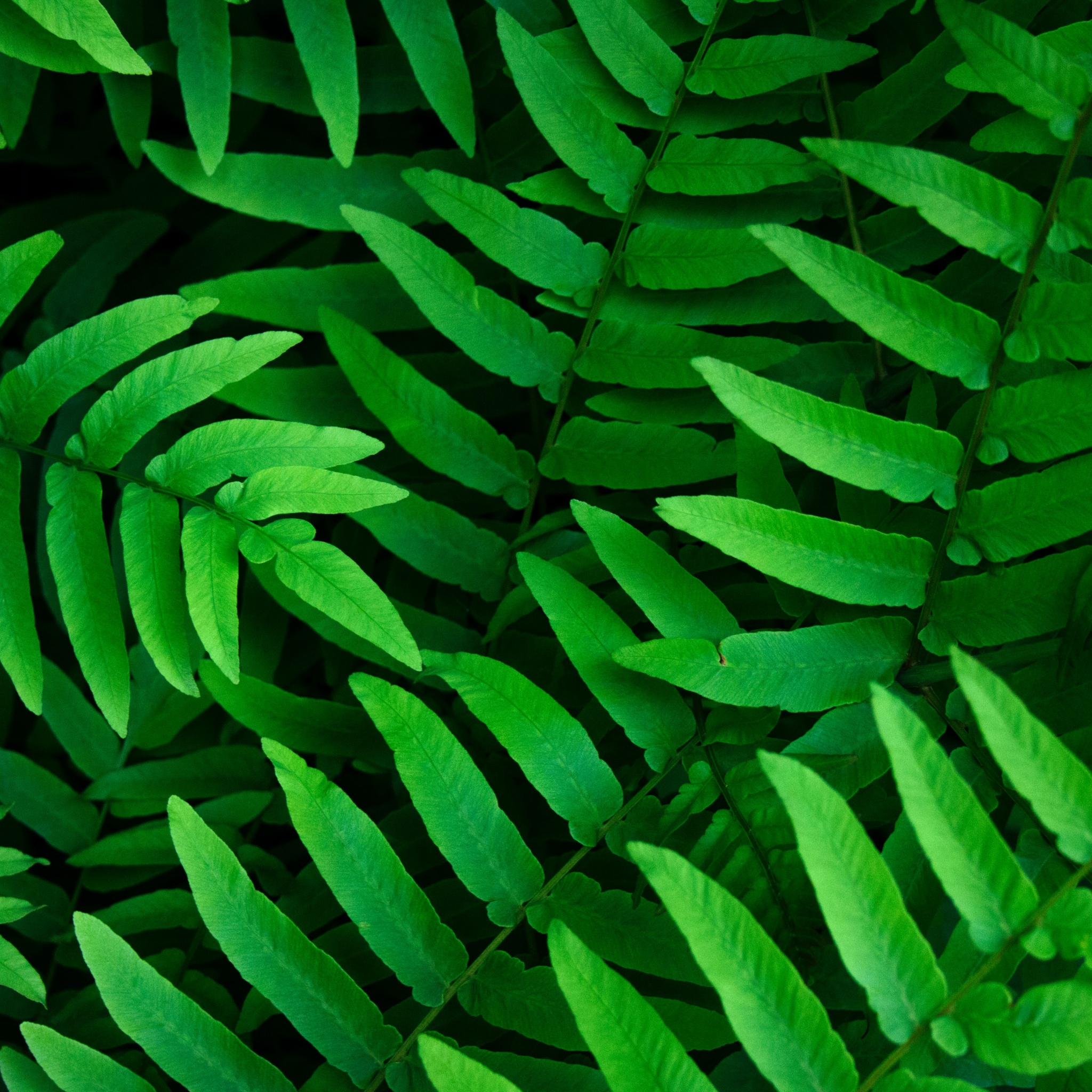 Green Leaves 4k Wallpaper Ferns Leaf Background Spring Closeup 5k Nature 2445