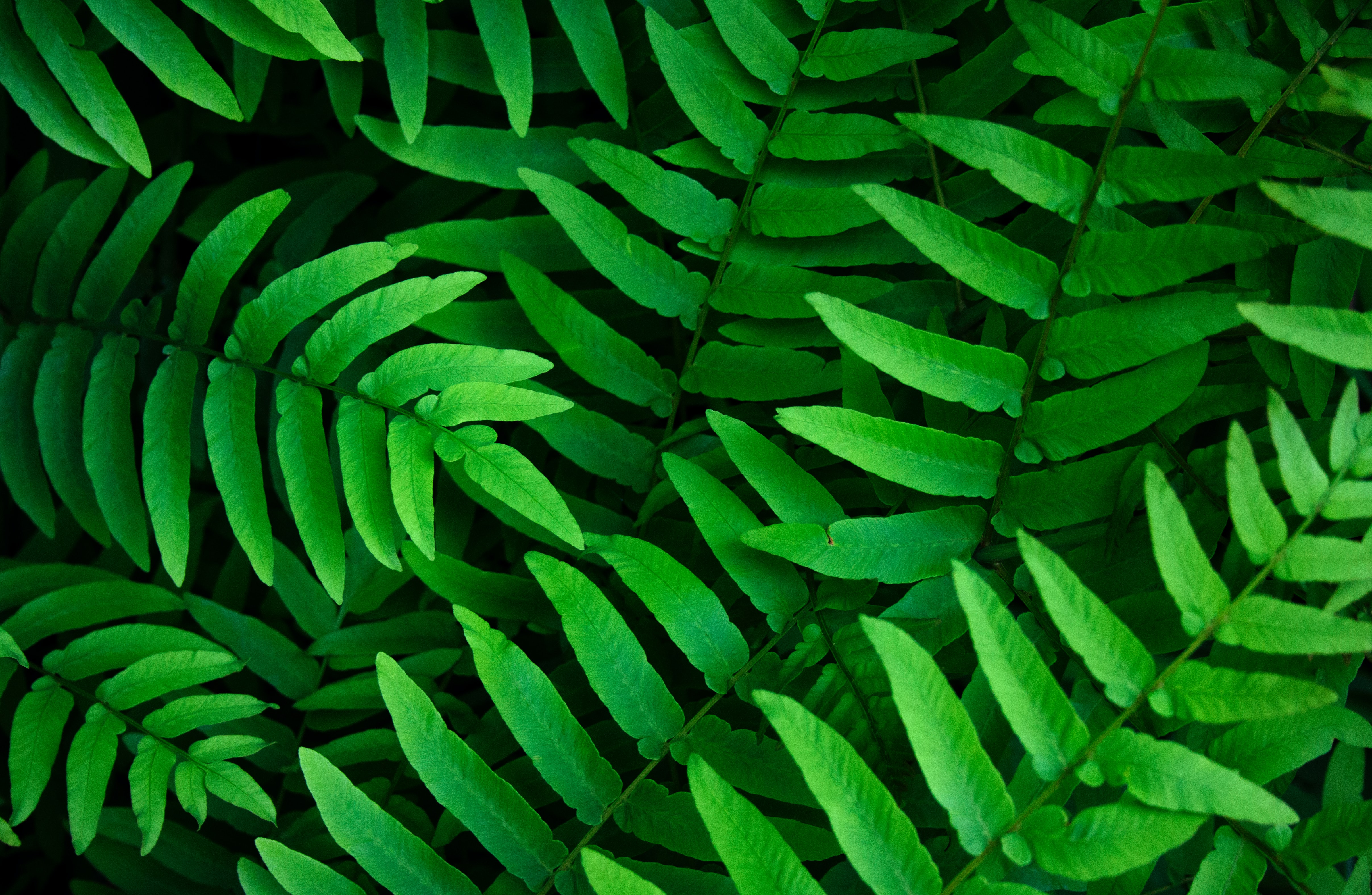 Green leaves Wallpaper 4K, Ferns, Leaf Background, Nature, #2445