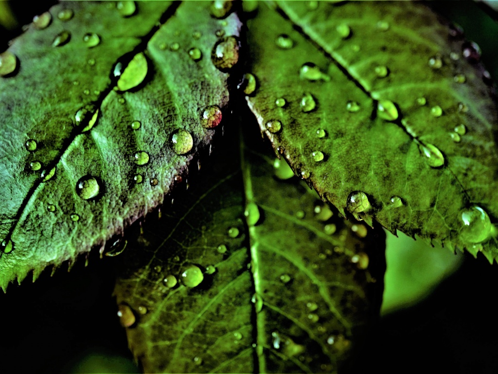 Green leaves Wallpaper 4K, Pattern, Water drops, Nature, #4632