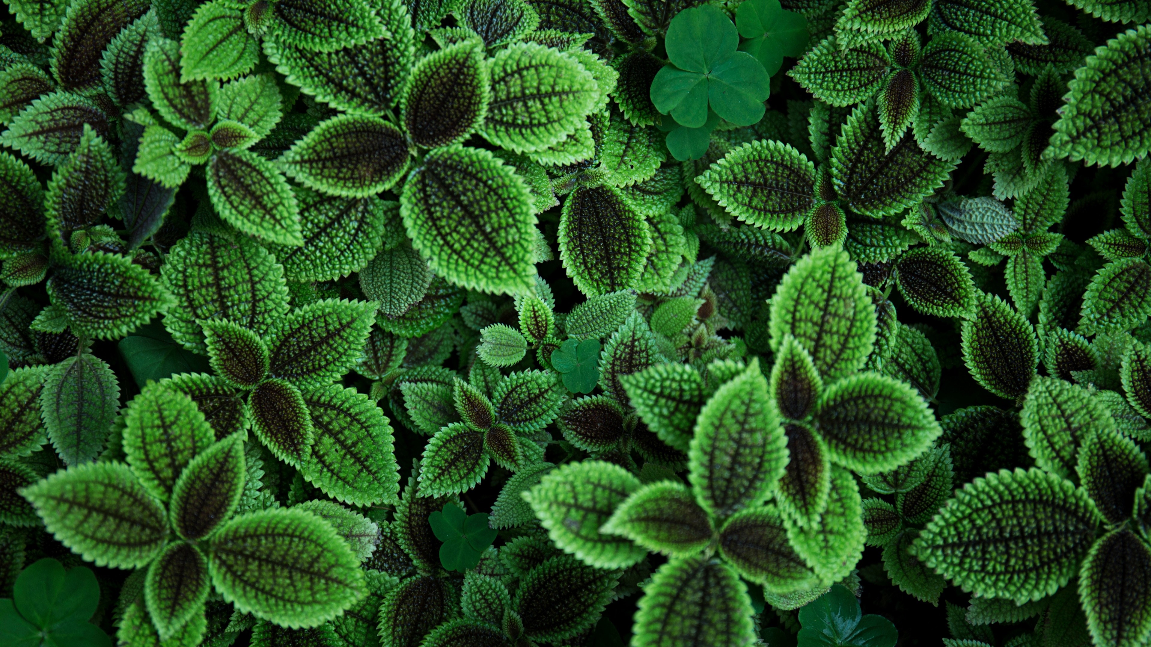 Green Plant Leaves