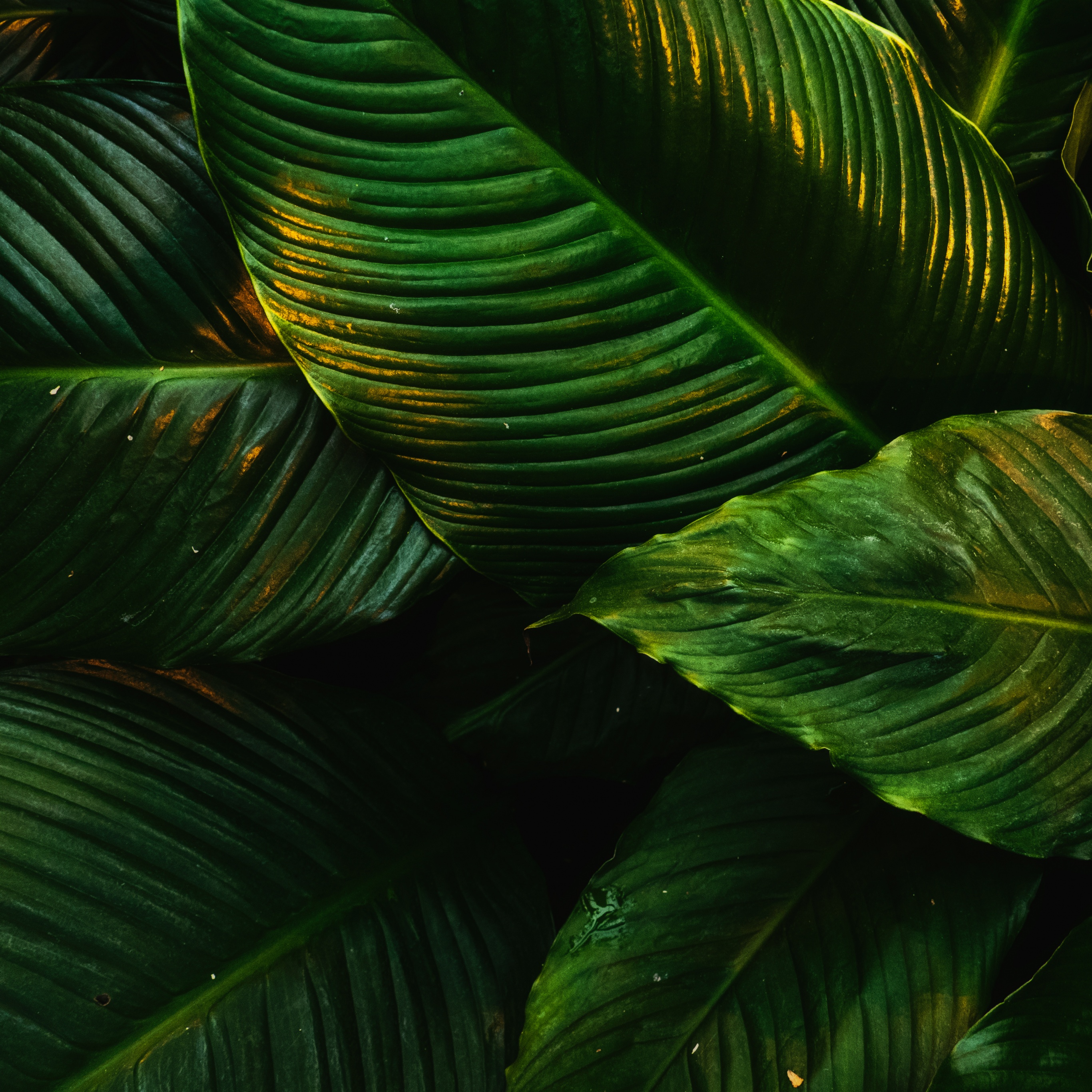 Green leaves Wallpaper 4K, Plant, Tropical, 5K, Nature, #8446