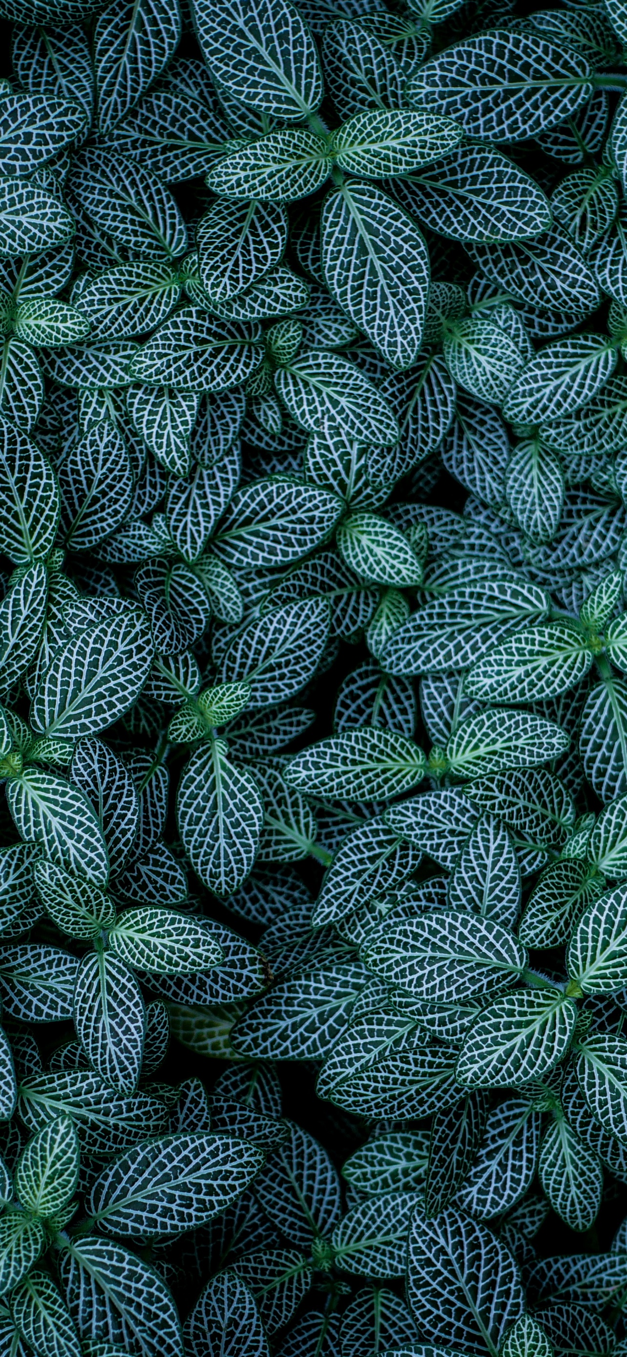 Big green leaves leaves wallpaper  TenStickers