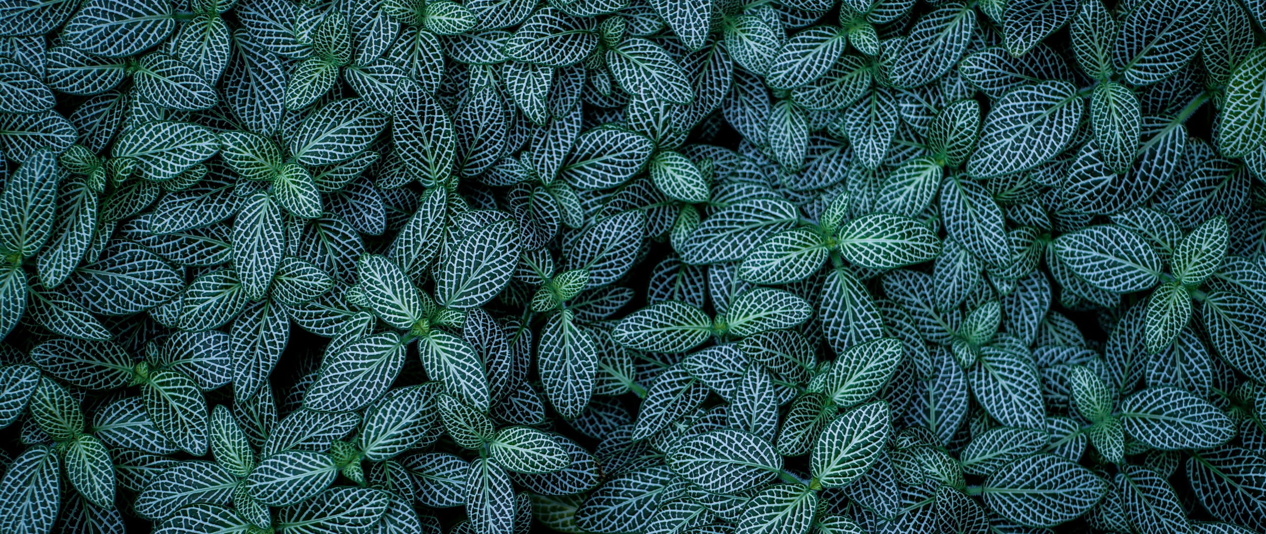 Green leaves Wallpaper 4K, Plants, Leaf Background, Nature, #2434