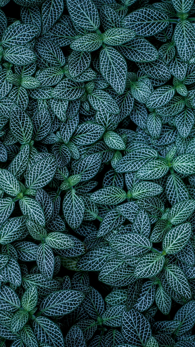 Green leaves 4K Wallpaper, Plants, Leaf Background, Pattern, Closeup
