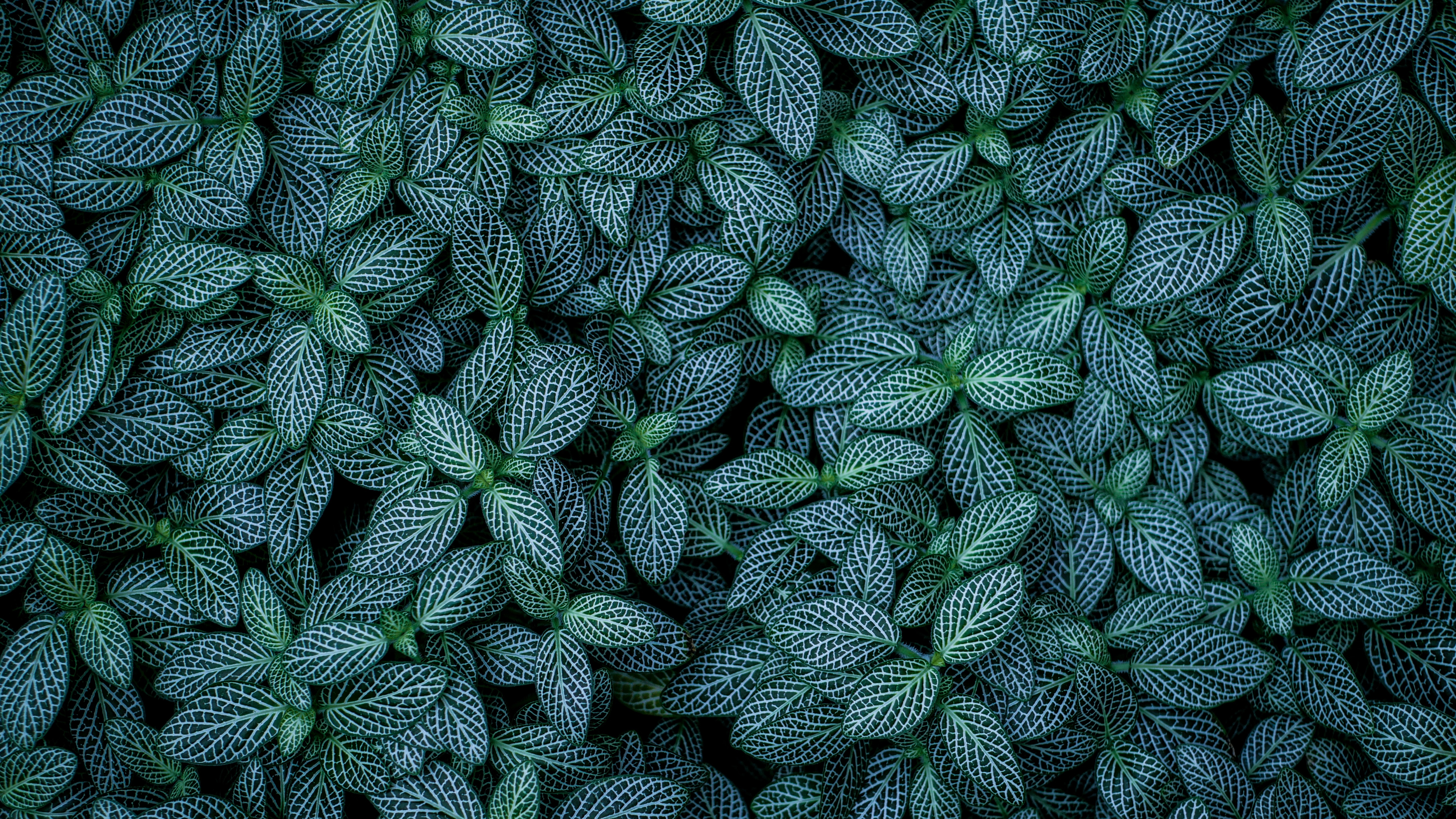 Plant Background Photos Download The BEST Free Plant Background Stock  Photos  HD Images