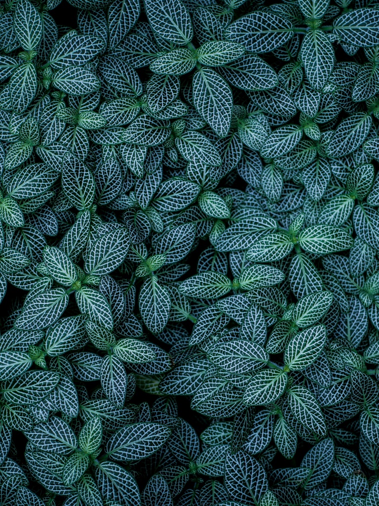 Green leaves Wallpaper 4K, Plants, Leaf Background, Pattern