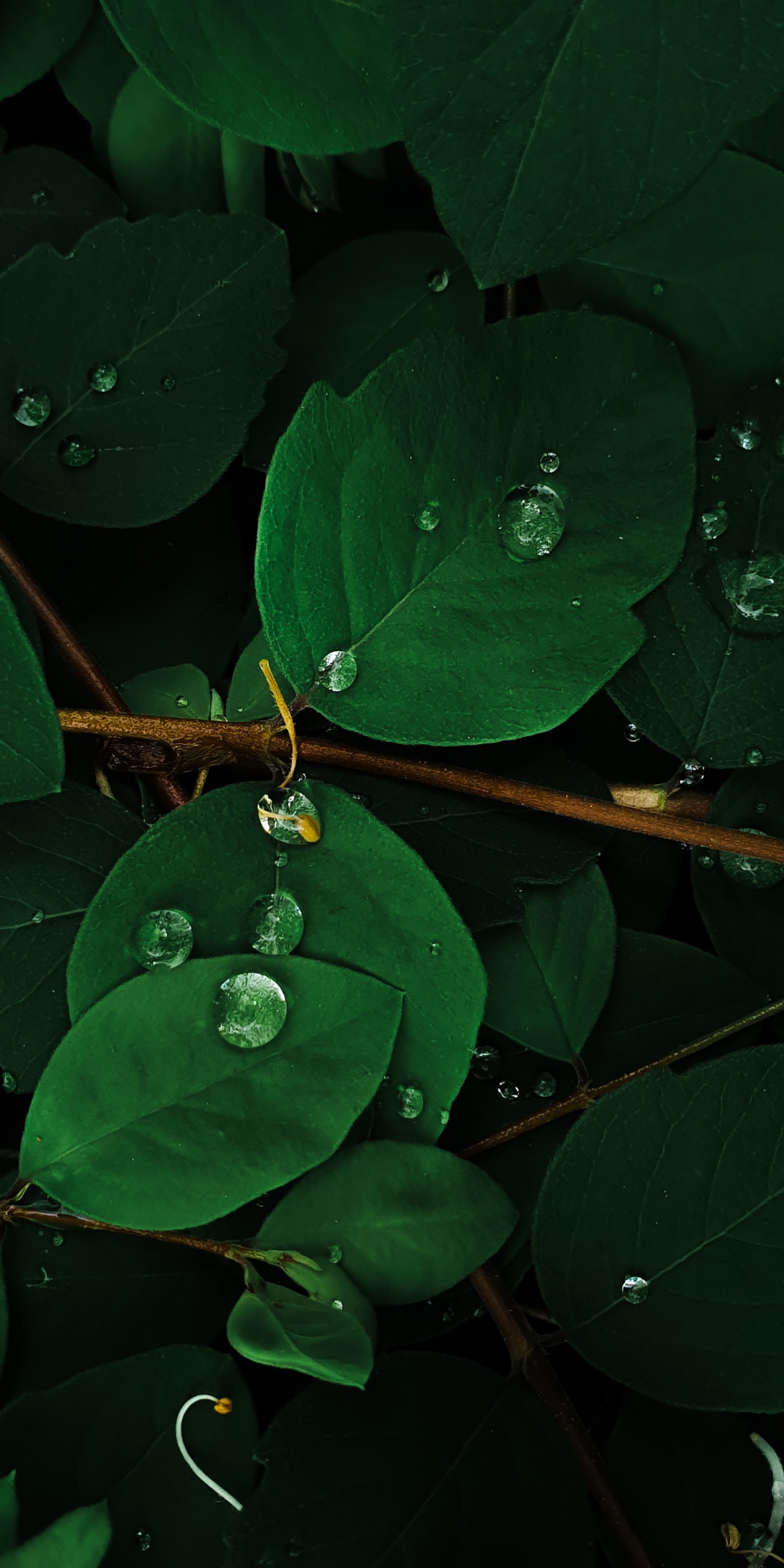 Green leaves 4K Wallpaper, Rain droplets, Macro, Plant, Nature, #1099