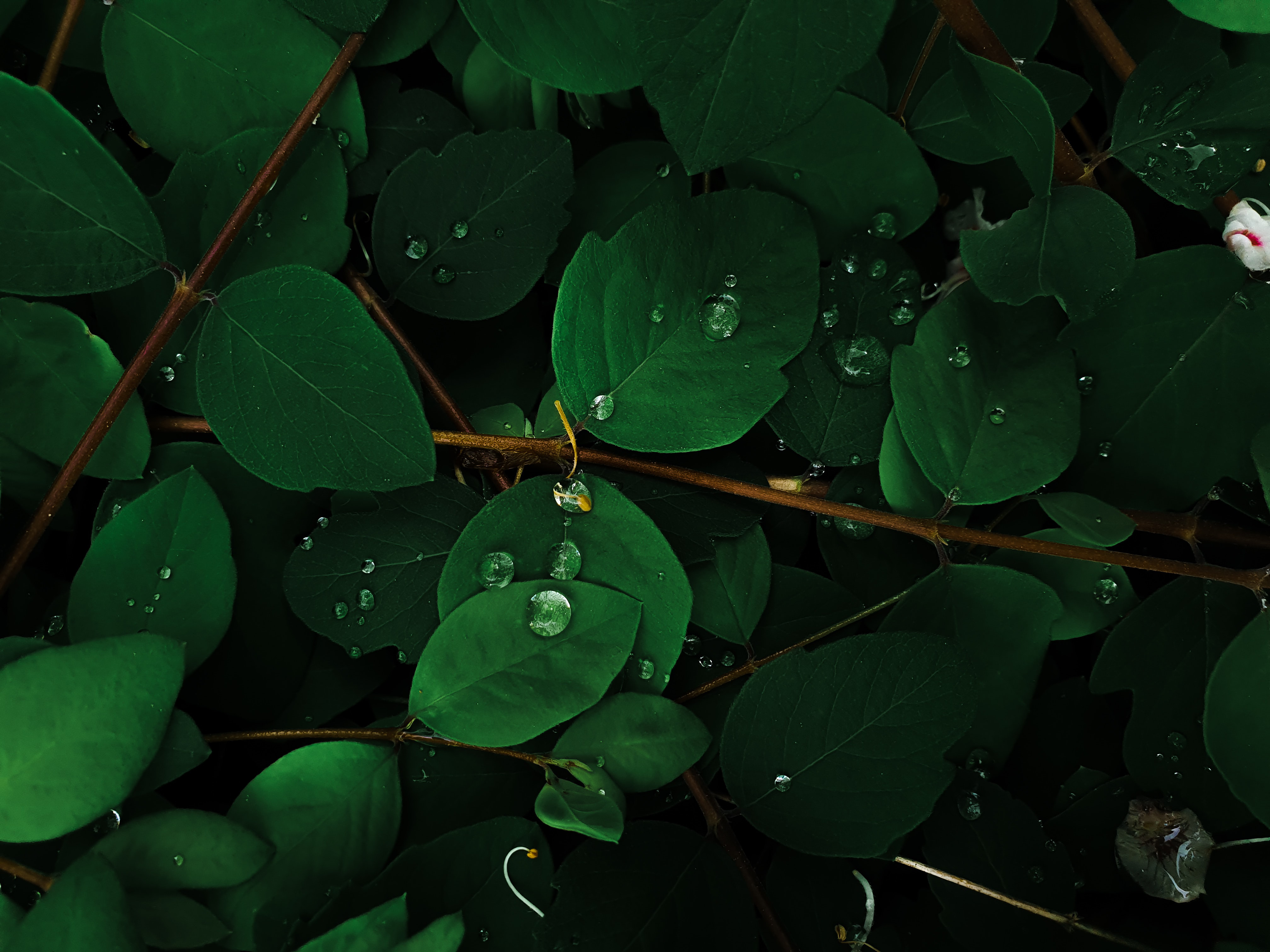 Green leaves Wallpaper 4K, Rain droplets, Macro, Nature, #1099