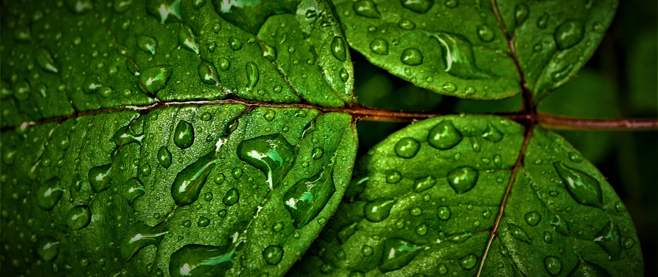 44+ Green Wallpapers: HD, 4K, 5K for PC and Mobile | Download free images  for iPhone, Android