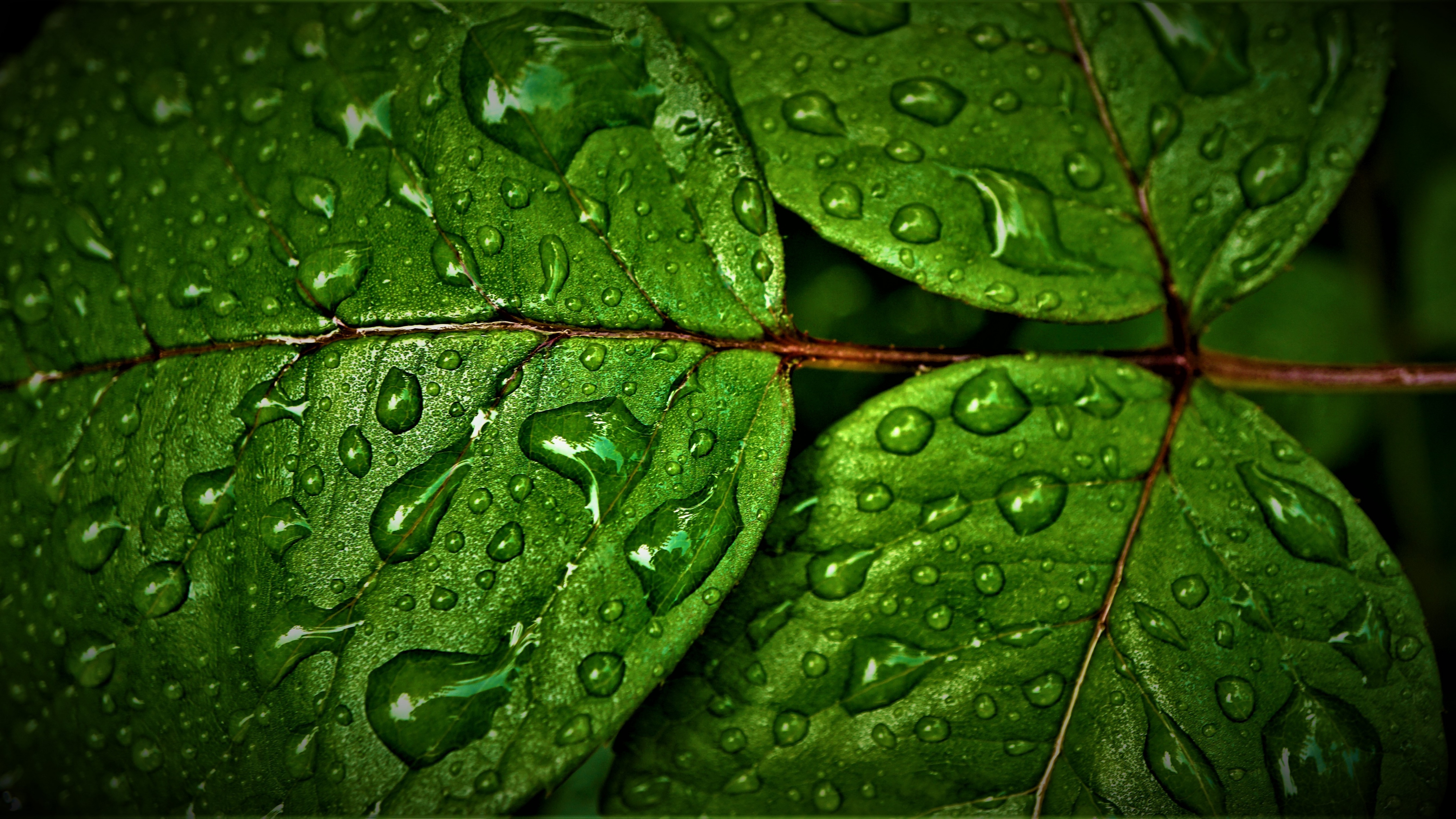 Green leaves Wallpaper 4K, Wet, Rain drops, Nature, #4629