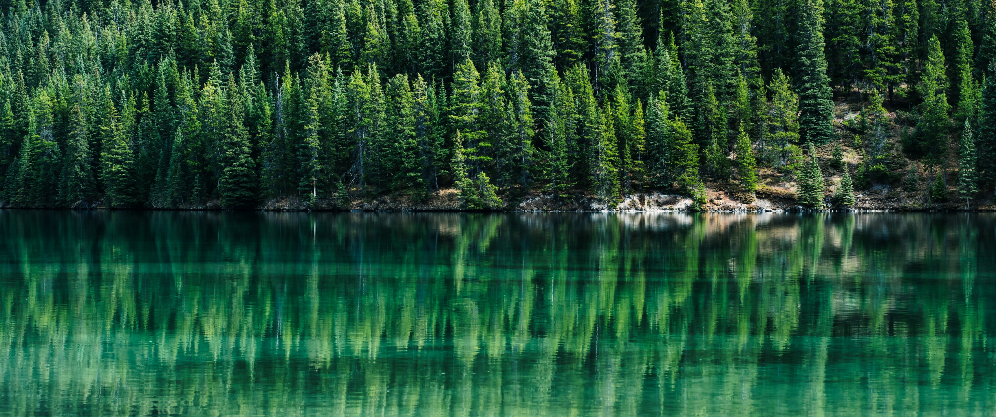 Green Trees Wallpaper 4K, Pine trees, Reflections, Nature, #6315