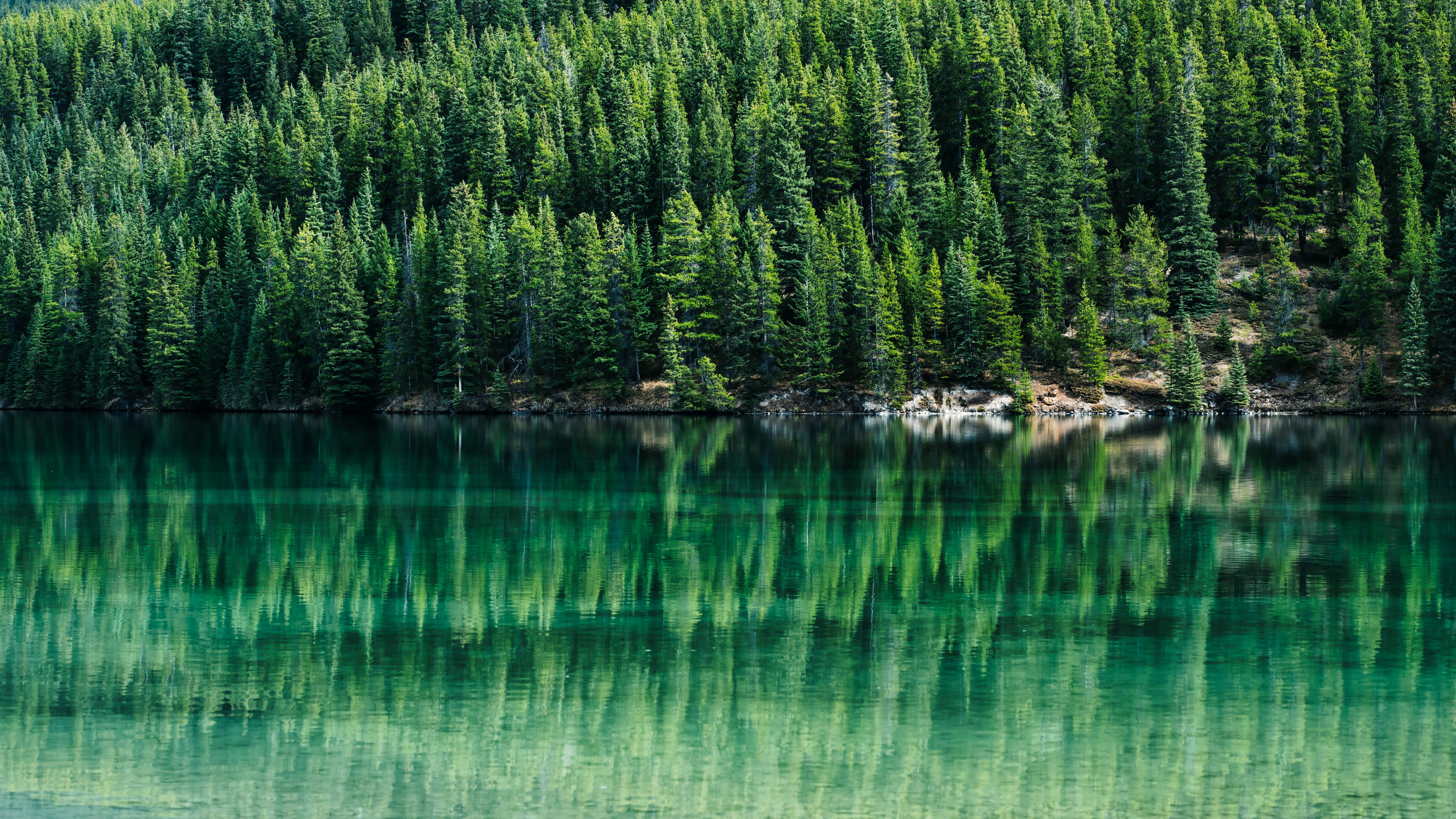 Green Trees Wallpaper 4K, Pine trees, Reflections, Lake