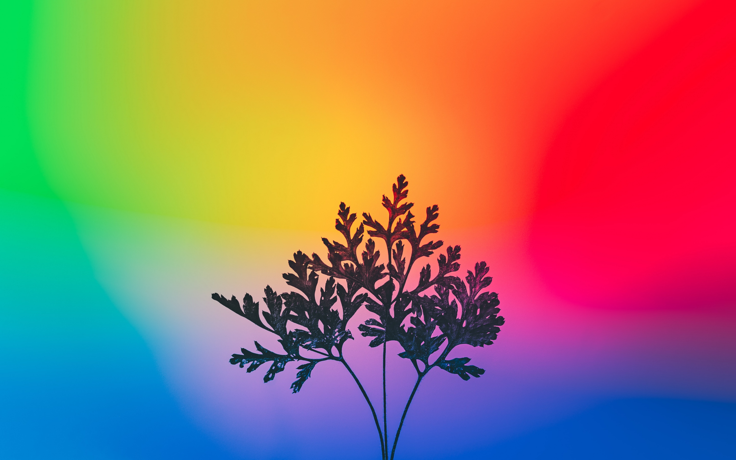 Herbal plant Wallpaper 4K, Gradient background, RGB Light, Colorful, Photography, #3520