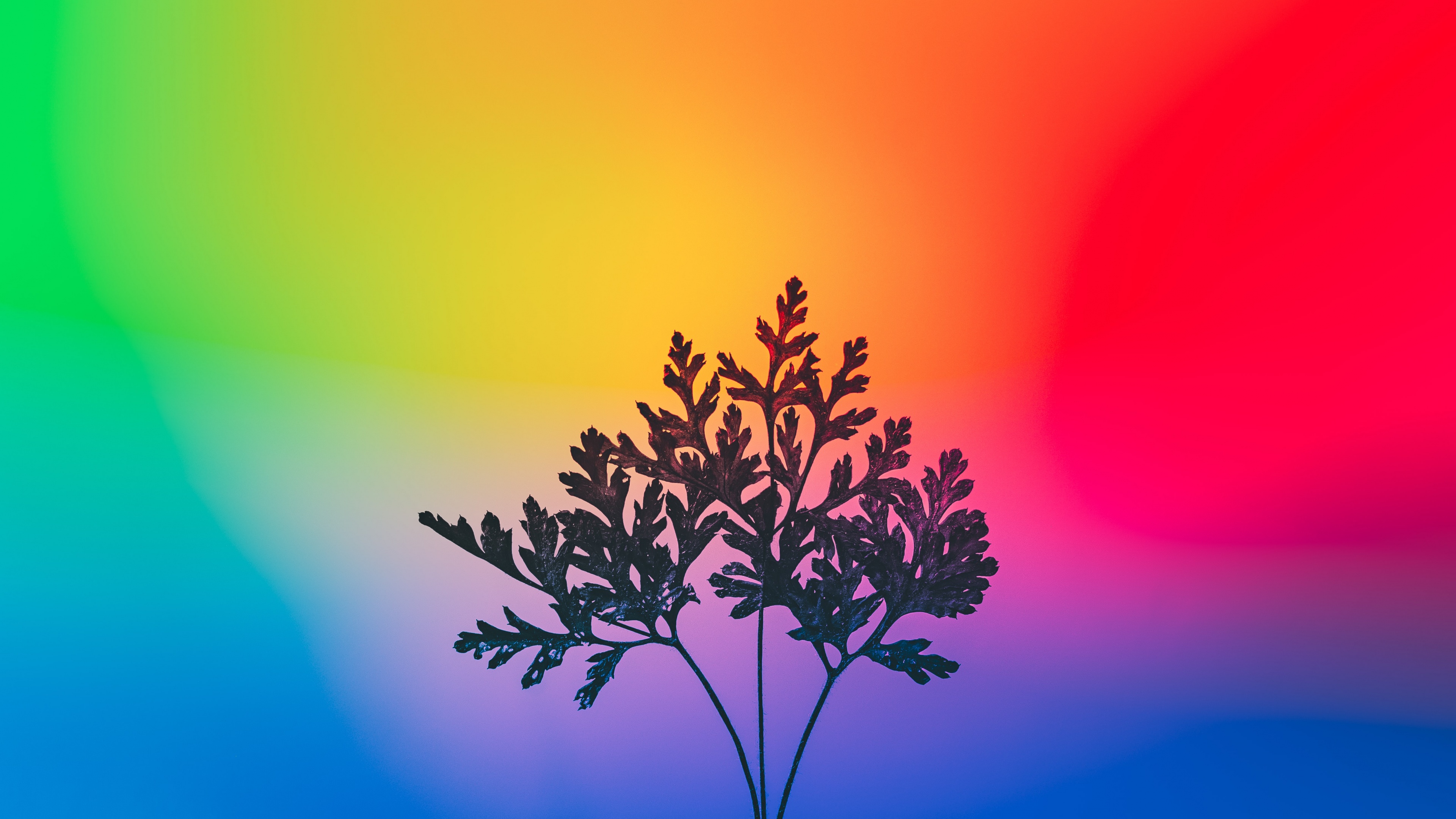 Herbal plant Wallpaper 4K Gradient background RGB Light 3520
