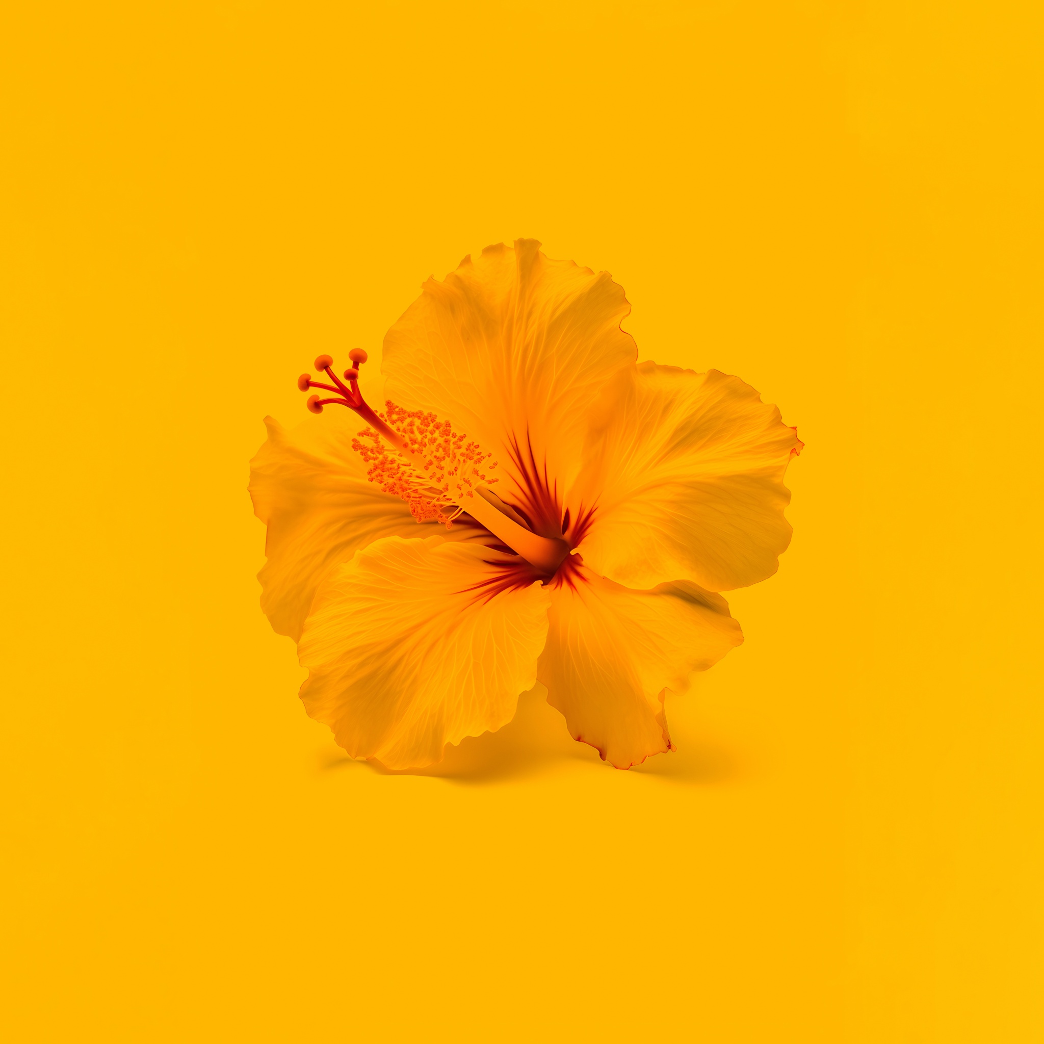 Wallpaper Wednesday Yellow Bermuda Hibiscus  Bernews