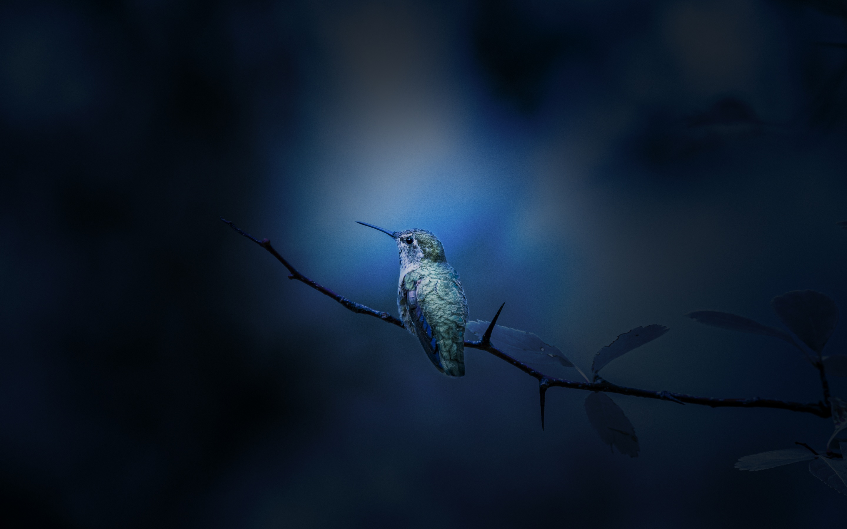 Hummingbird Wallpaper 4K, Branch, Bokeh, Blue