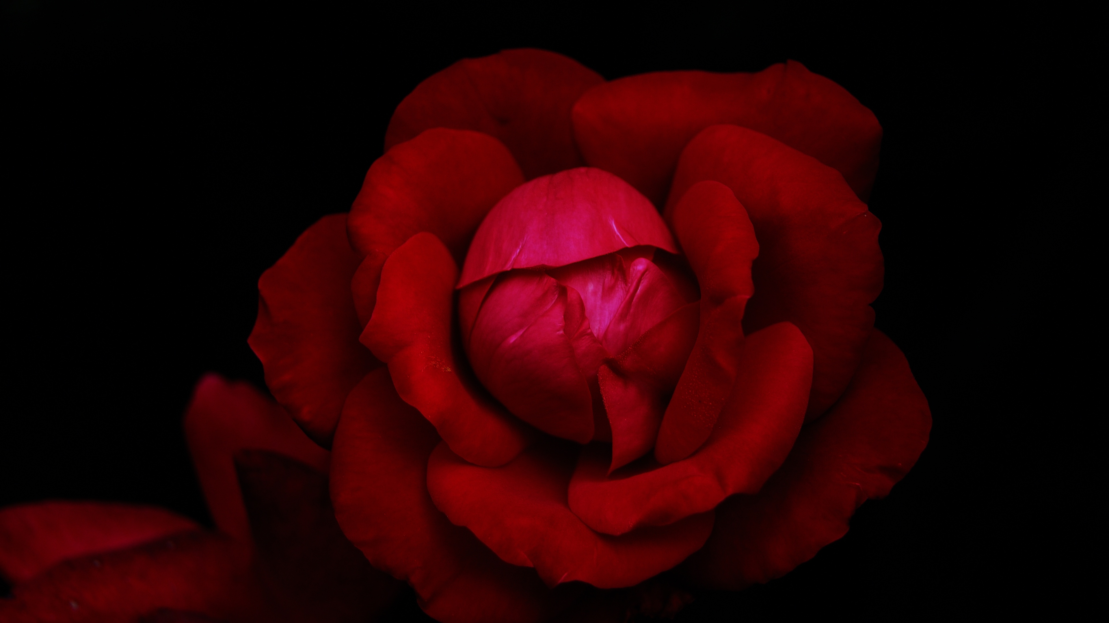 Hybrid tea rose Wallpaper 4K, Red Rose, Black background