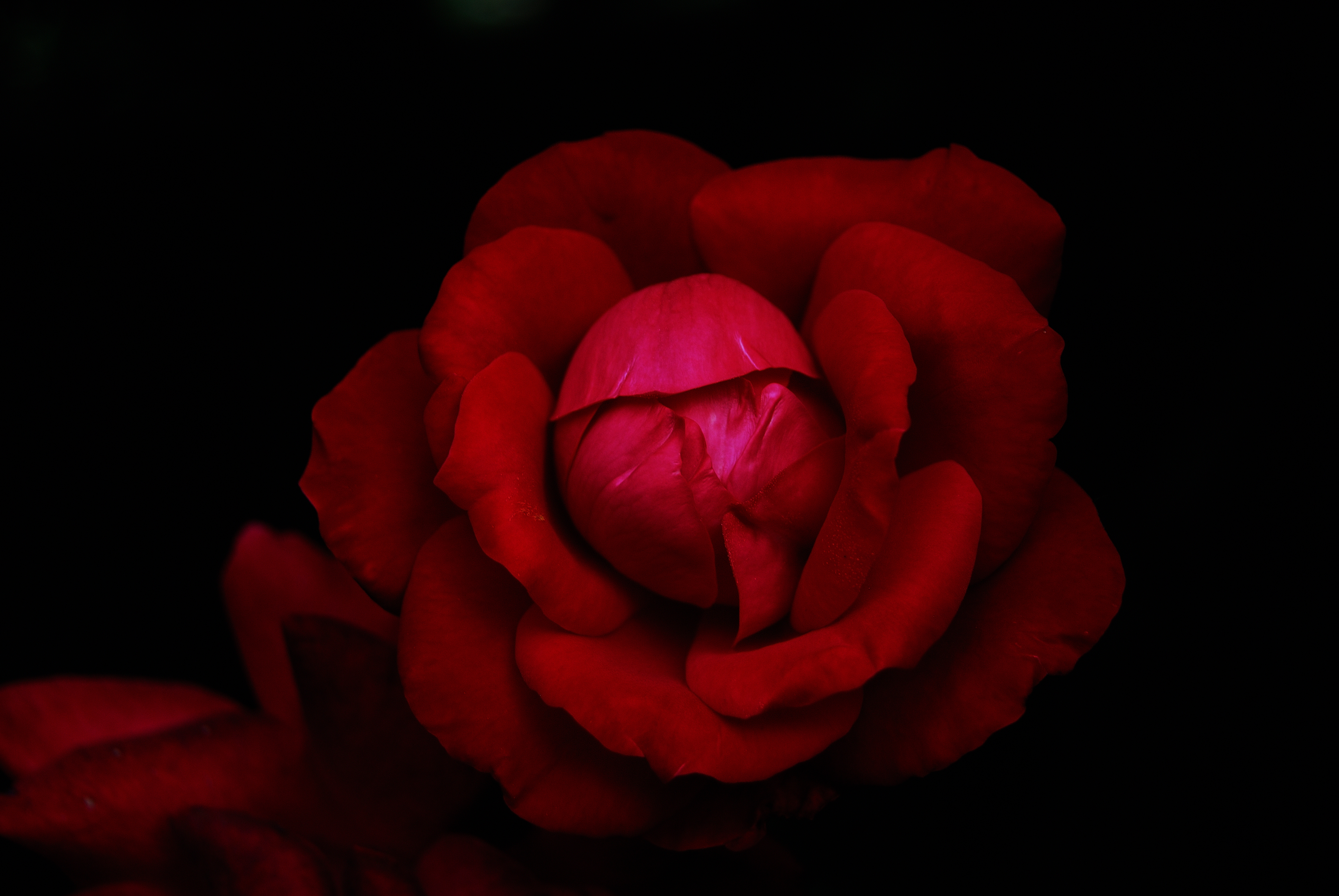 Hybrid tea rose Wallpaper 4K, Red Rose, Flowers, #6674