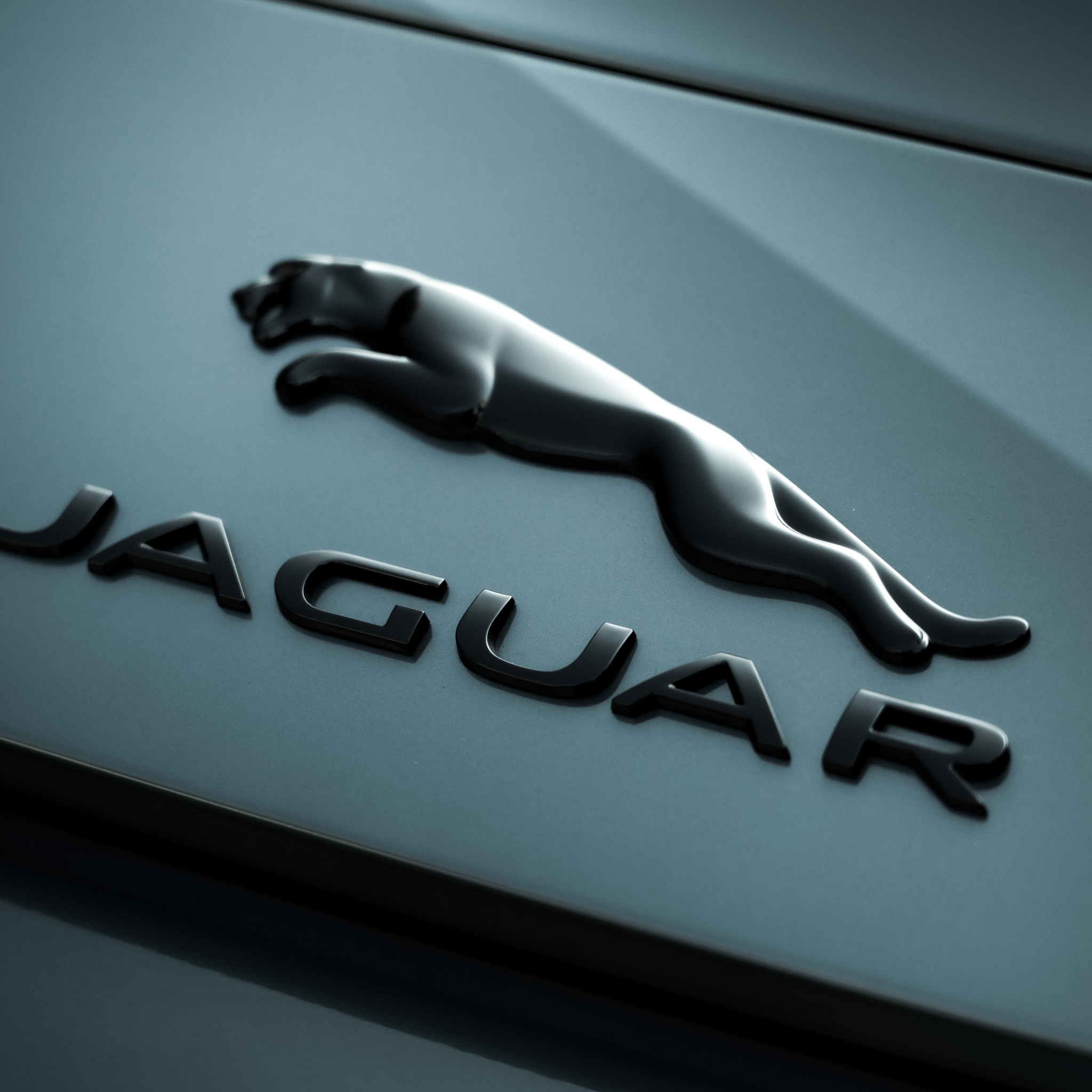 600 Free Jaguar  Nature Images  Pixabay