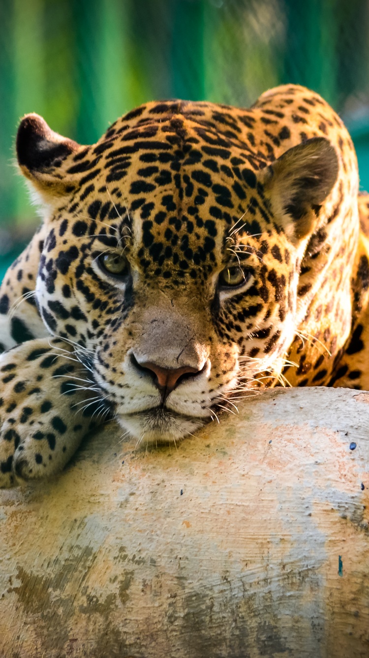 Jaguar Wallpaper 4K, Wild animal, Carnivore, Predator, Big cat, Zoo