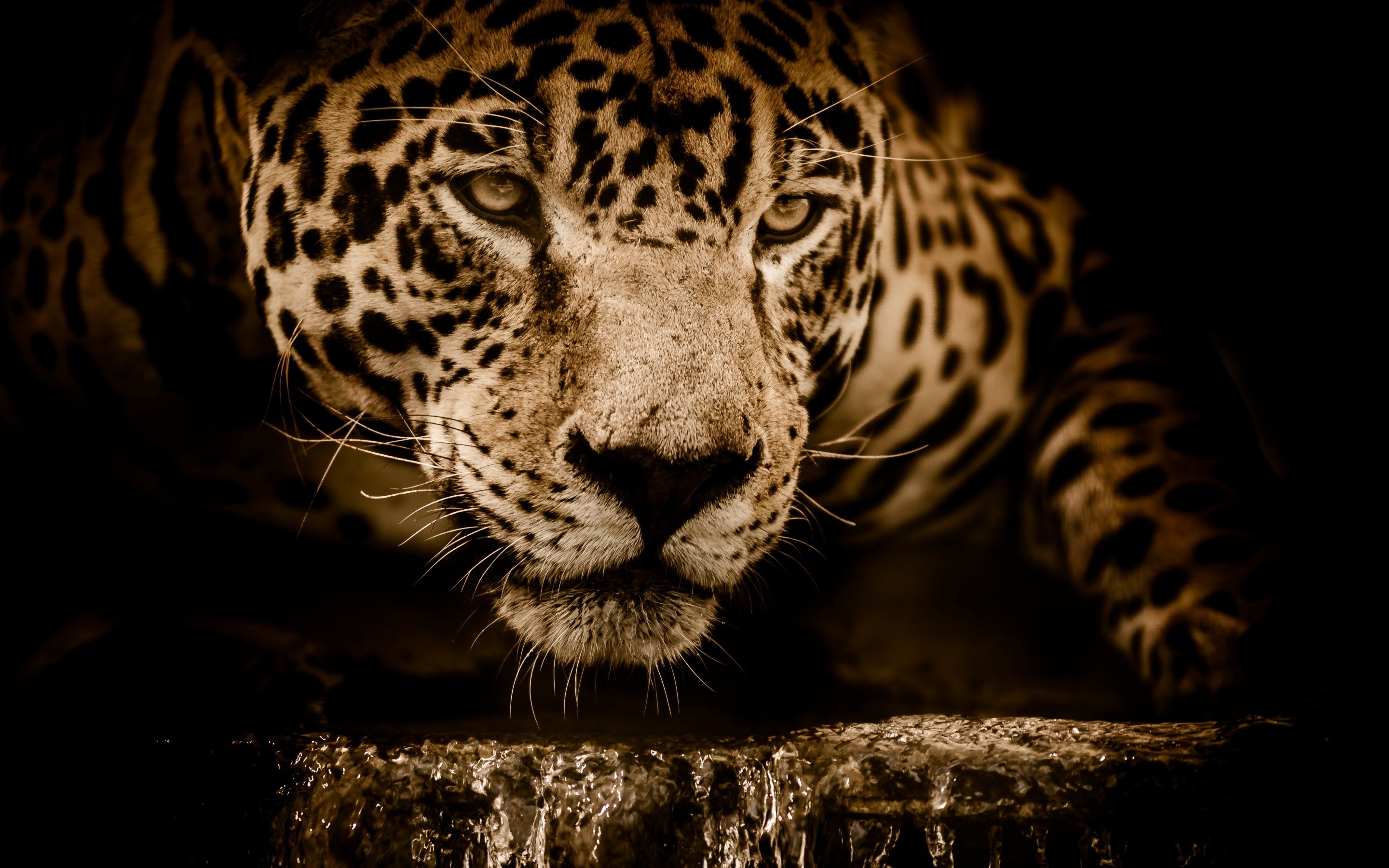 Jaguar 4K Wallpaper, Wildcat, Black background, Wild animal, Carnivore