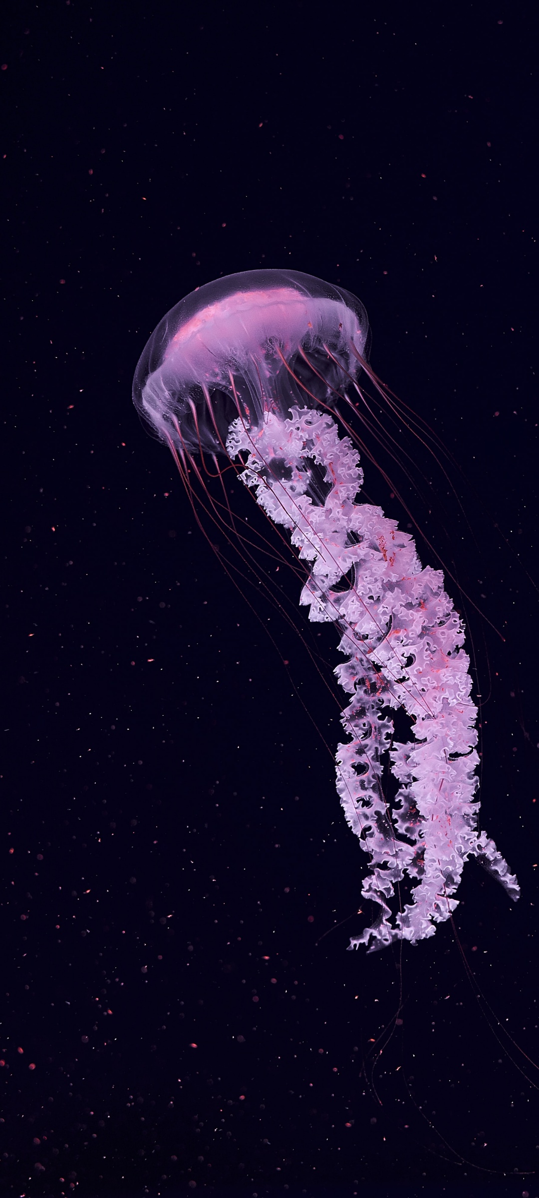 Jellyfish Wallpaper 4K, Dark background, Sea Life Aquarium, Underwater, Animals, #2829
