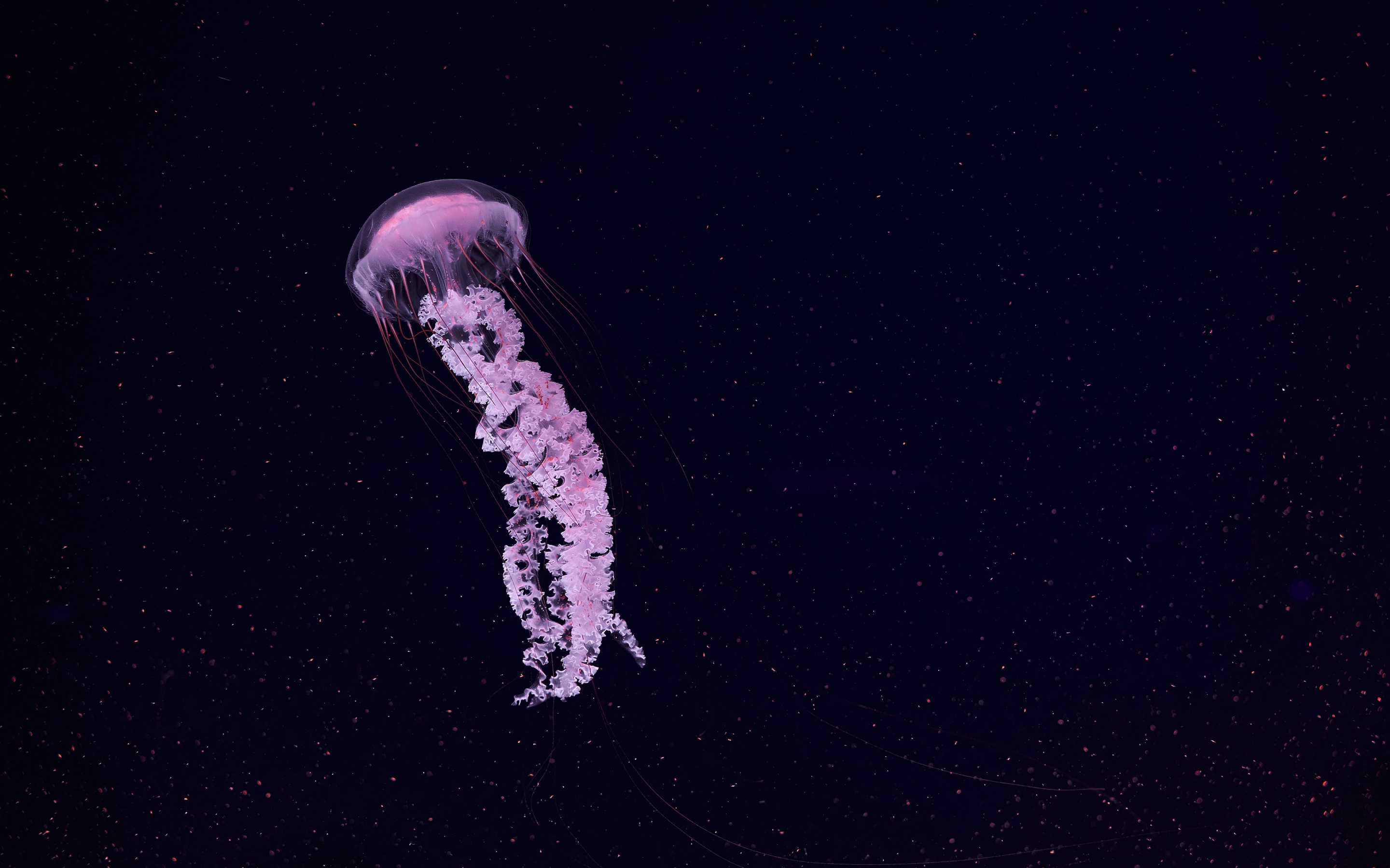 Jellyfish Wallpaper 4K, Dark background, Sea Life Aquarium, Underwater