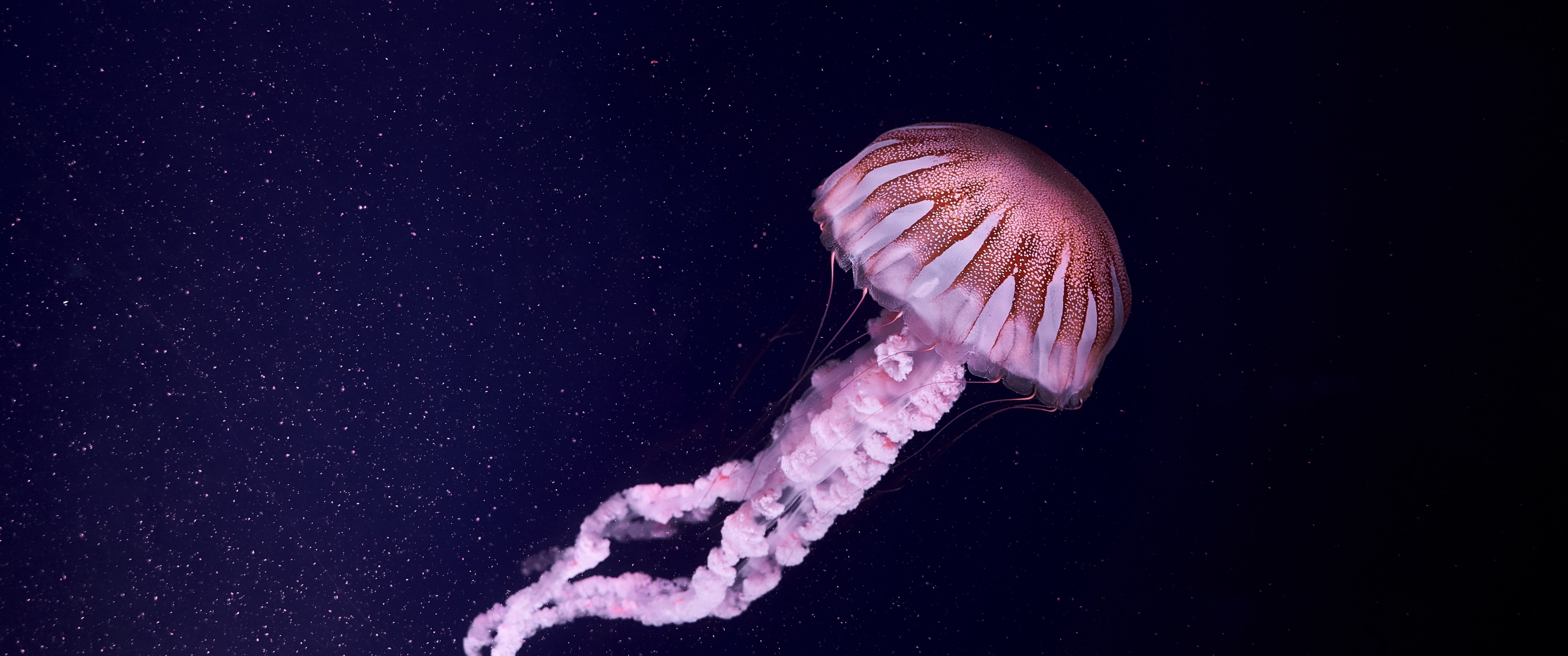 Jellyfish Wallpaper 4K, Dark background, Animals, #2846