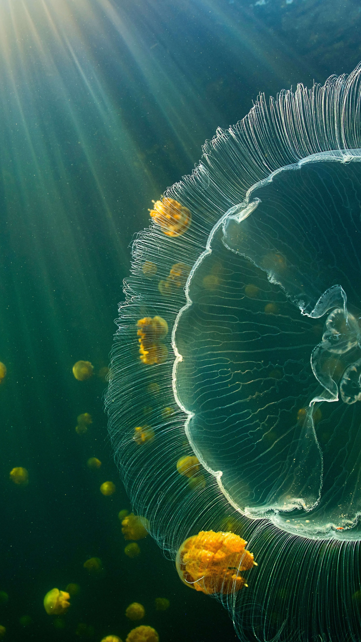 Jellyfish Wallpaper 4K, Raja Ampat Islands, Animals, #6795