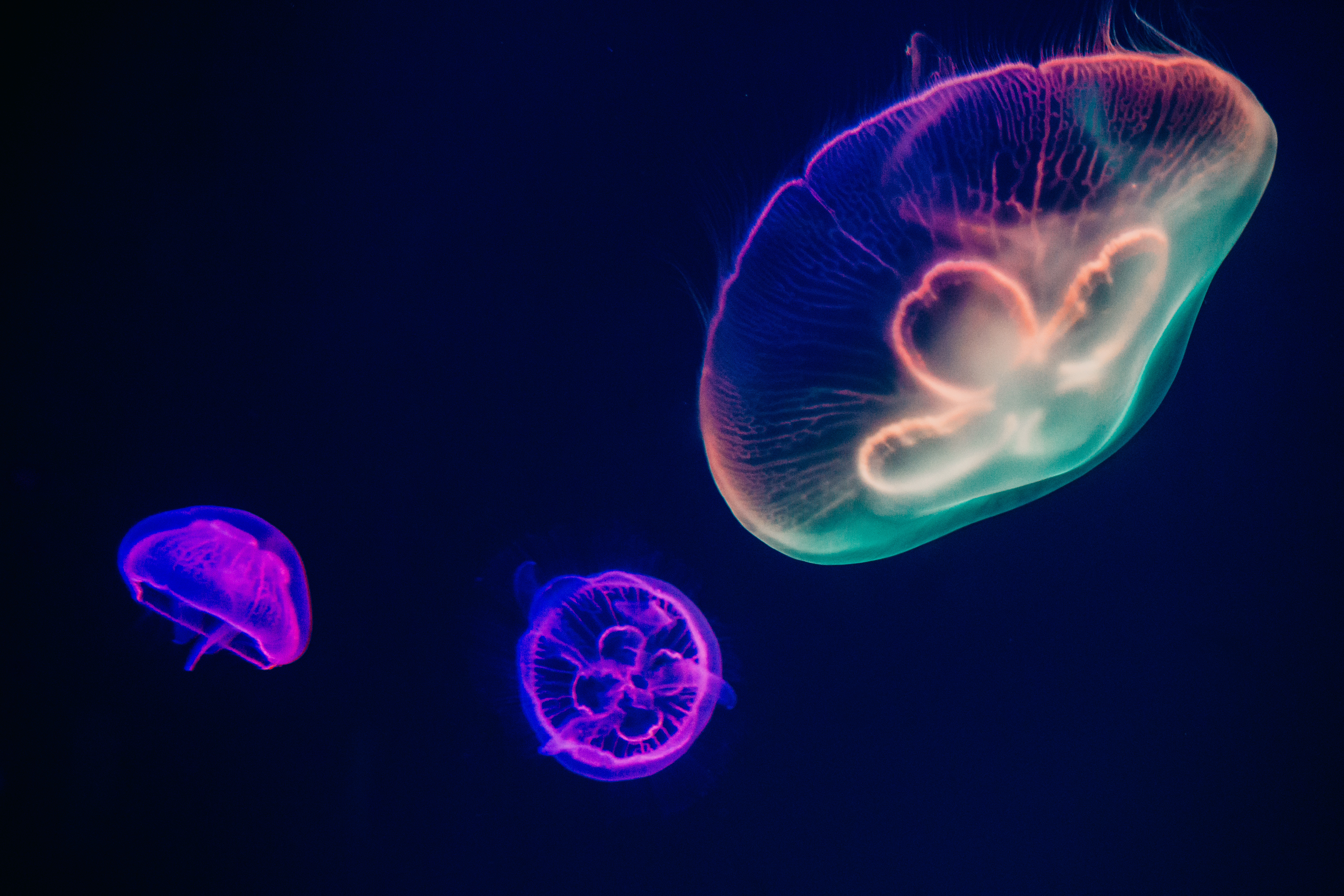 Jellyfishes Wallpaper 4K, Purple, Multicolor, Dark background